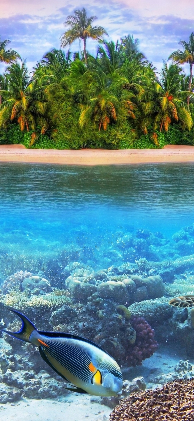earth, underwater, turtle, fish, reef, island, maldives HD wallpaper