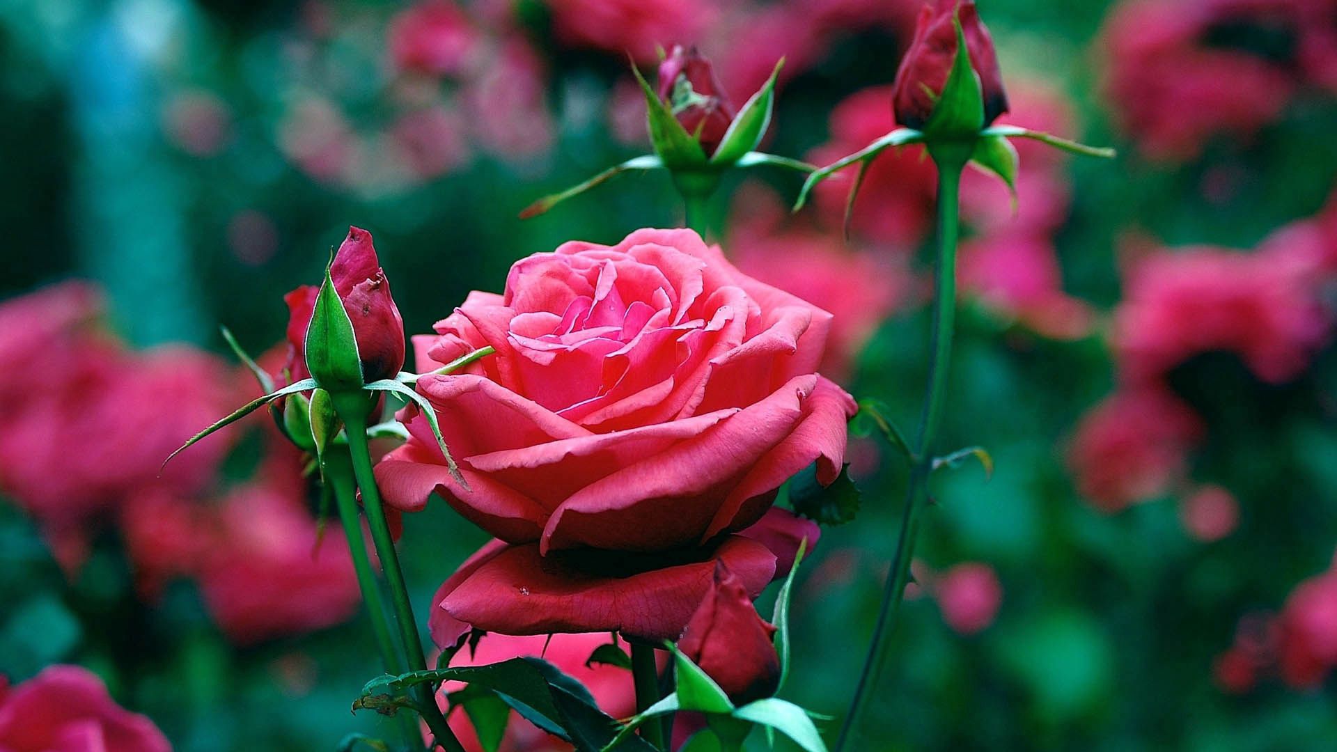 126315 Salvapantallas y fondos de pantalla Flor Rosa en tu teléfono. Descarga imágenes de pétalos, rosa, yema, flores gratis