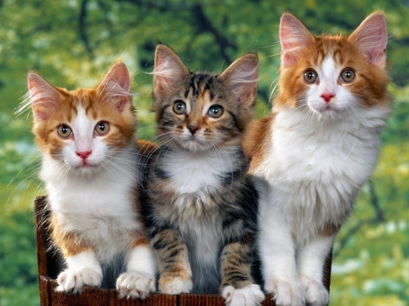 45167 Bildschirmschoner und Hintergrundbilder Katzen auf Ihrem Telefon. Laden Sie tiere Bilder kostenlos herunter