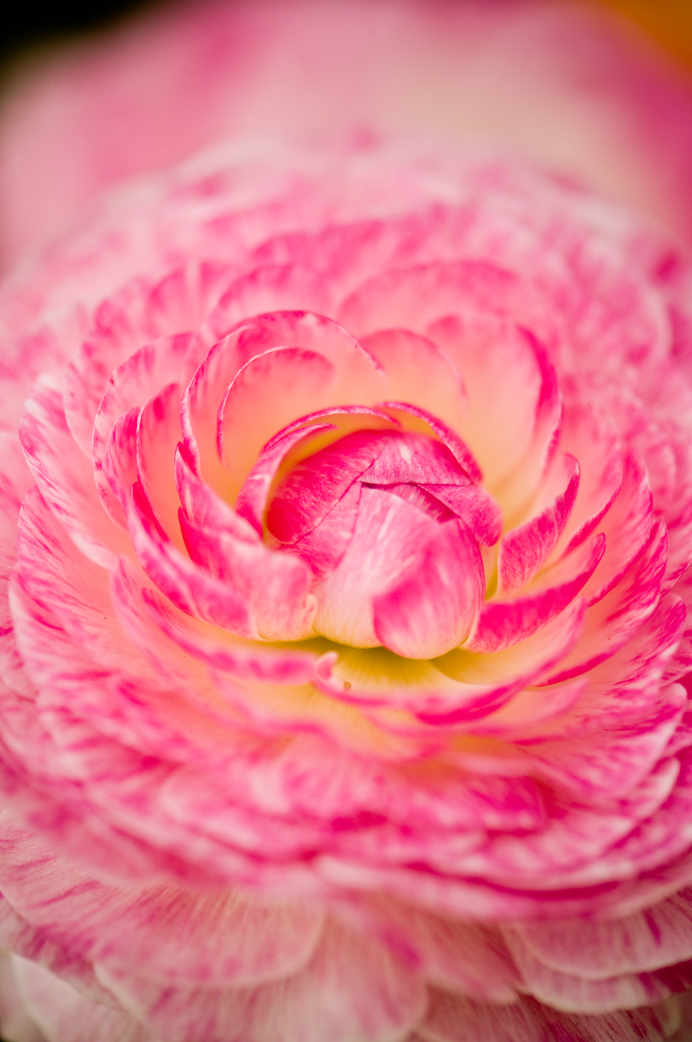 Widescreen image petals, flower, pink