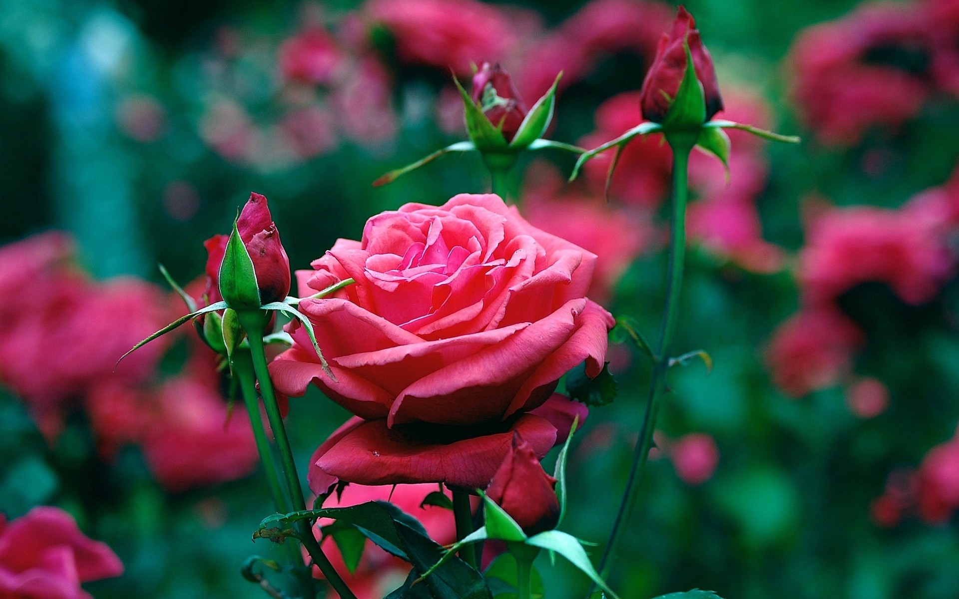 手機的29469屏保和壁紙花卉。 免費下載 植物, 玫瑰, 红色 圖片
