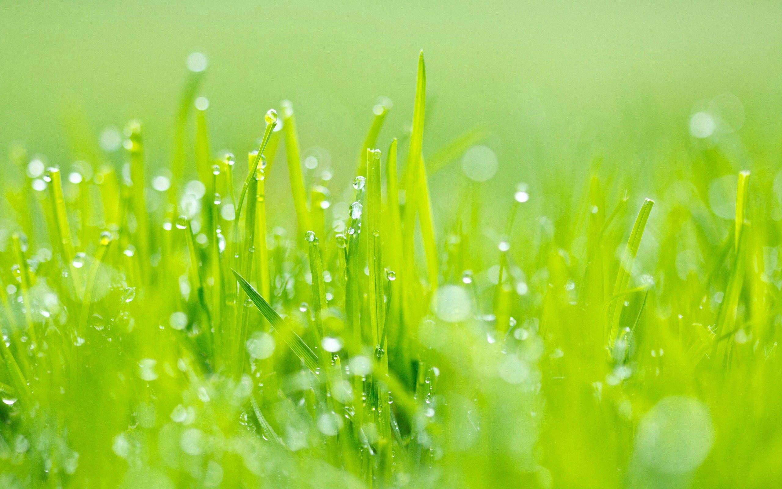 grass, light, light coloured, green, macro, dew 2160p