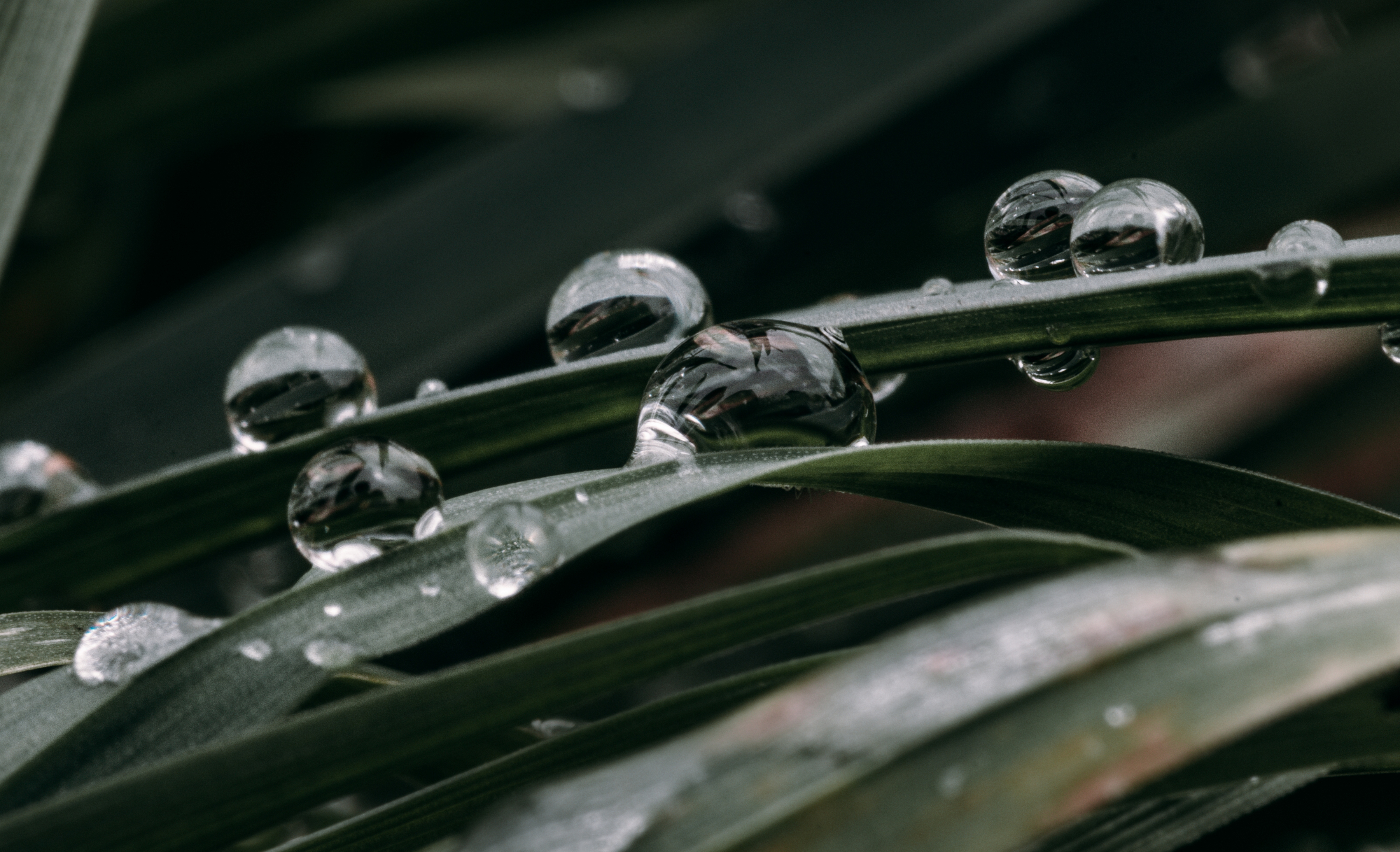 iPhone Wallpapers water, grass, drops, macro Dew