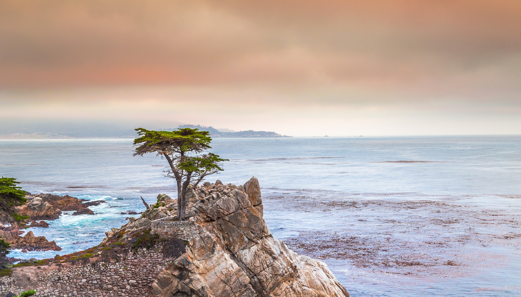 Калифорния скалы дерево