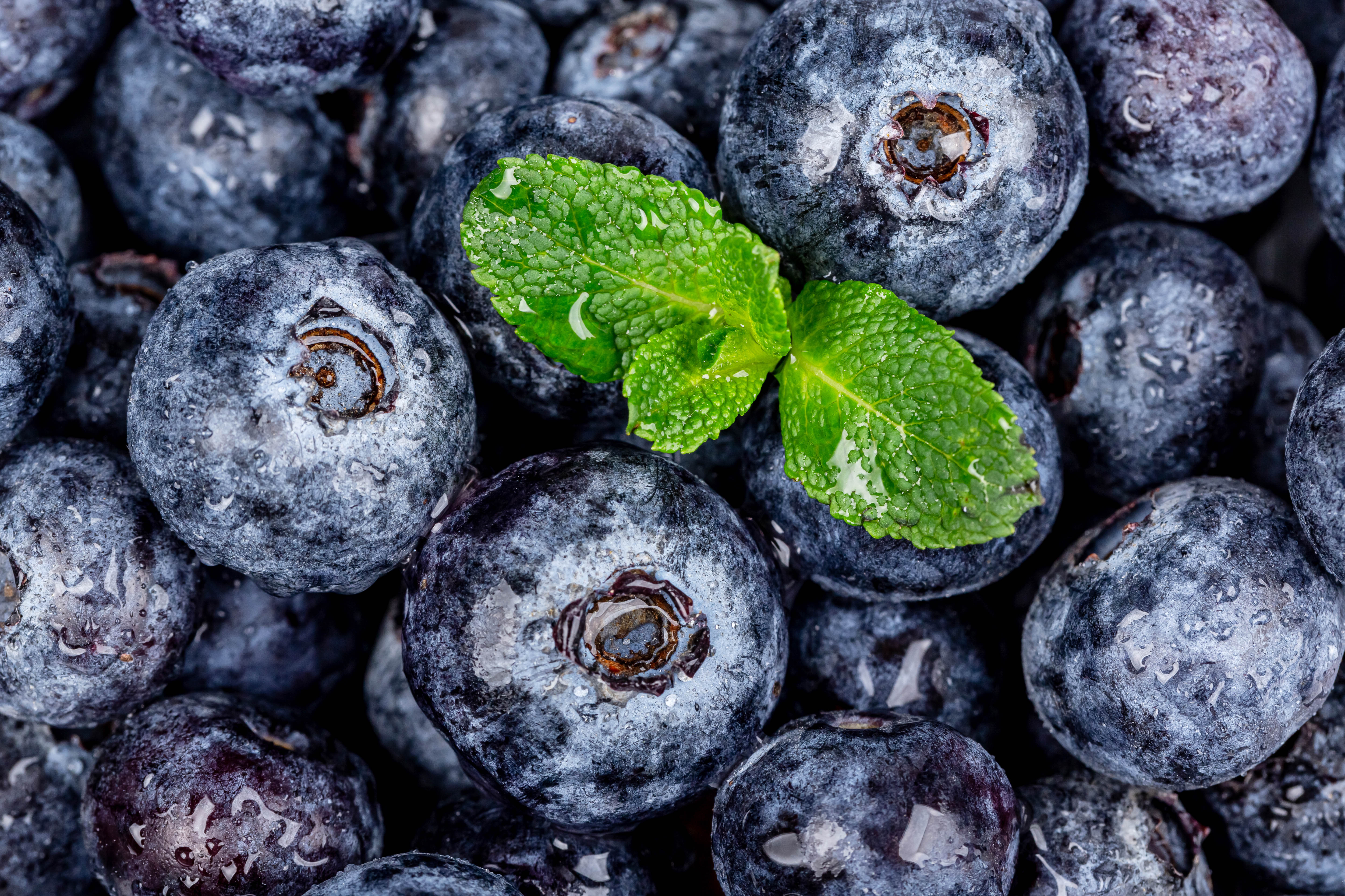 berries, mint, food, wet Bilberries Tablet Wallpapers