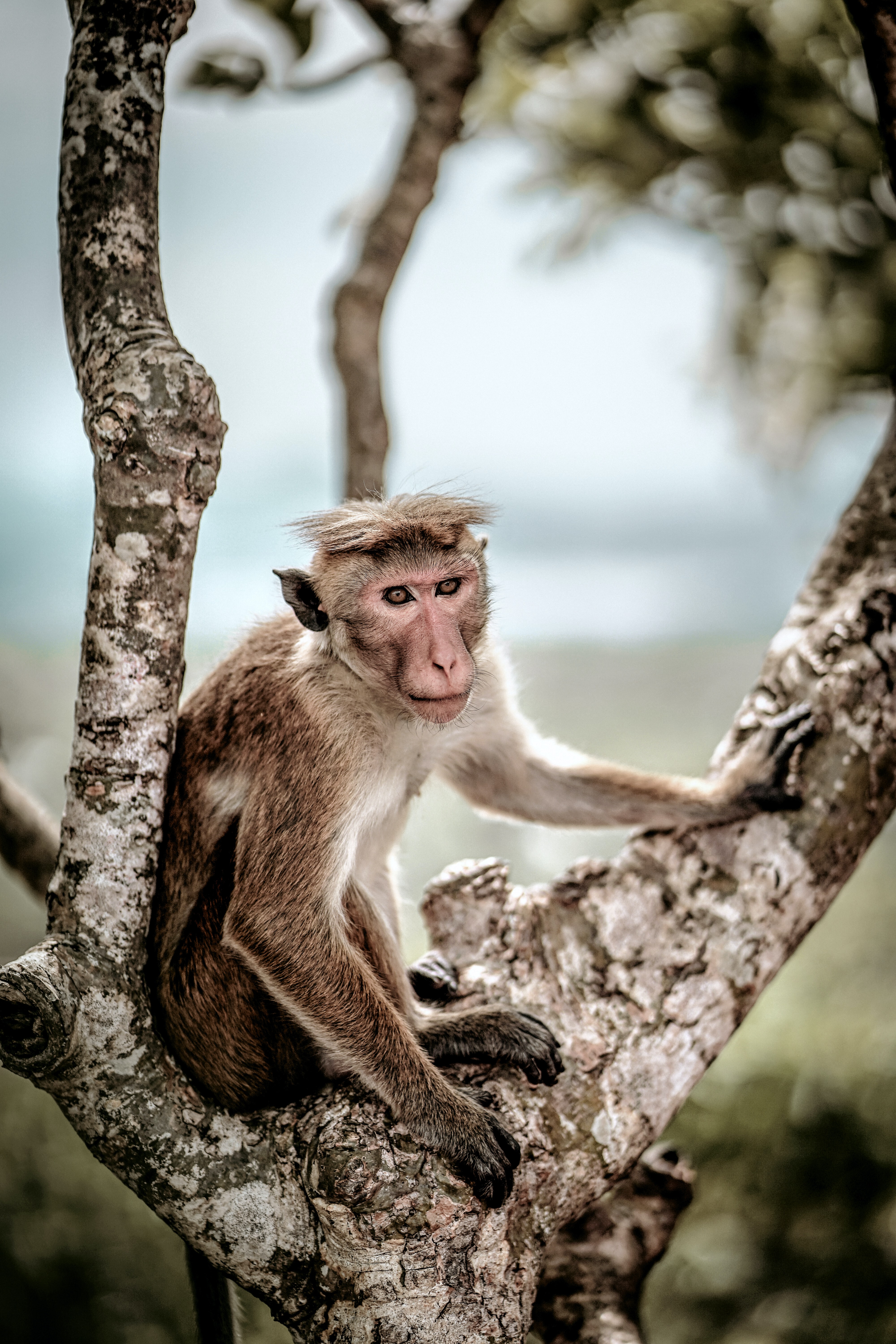 128906 Bildschirmschoner und Hintergrundbilder Affe auf Ihrem Telefon. Laden Sie toque, makaken, ein affe, tier Bilder kostenlos herunter