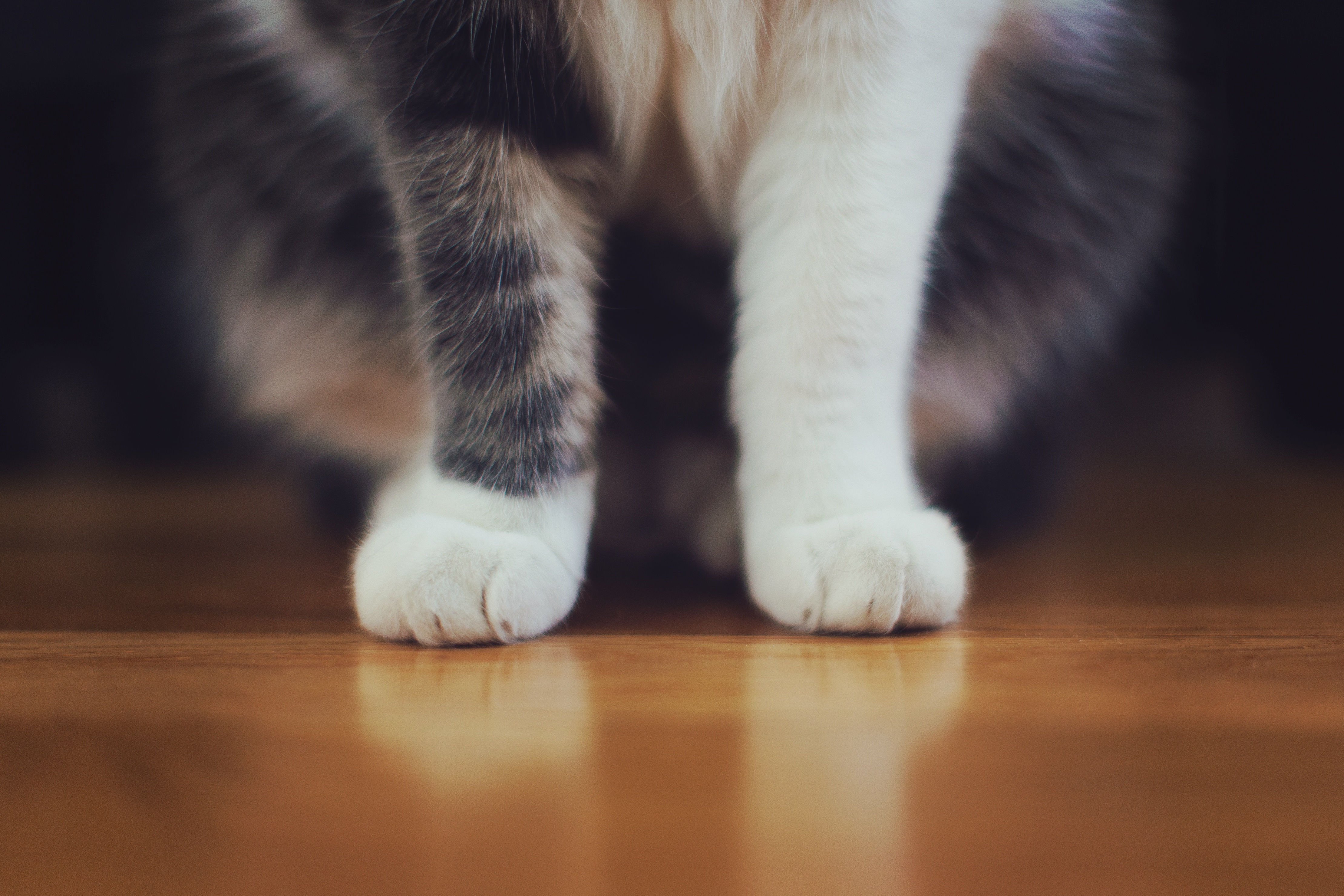 126878 Screensavers and Wallpapers Paws for phone. Download animals, cat, fluffy, paws pictures for free