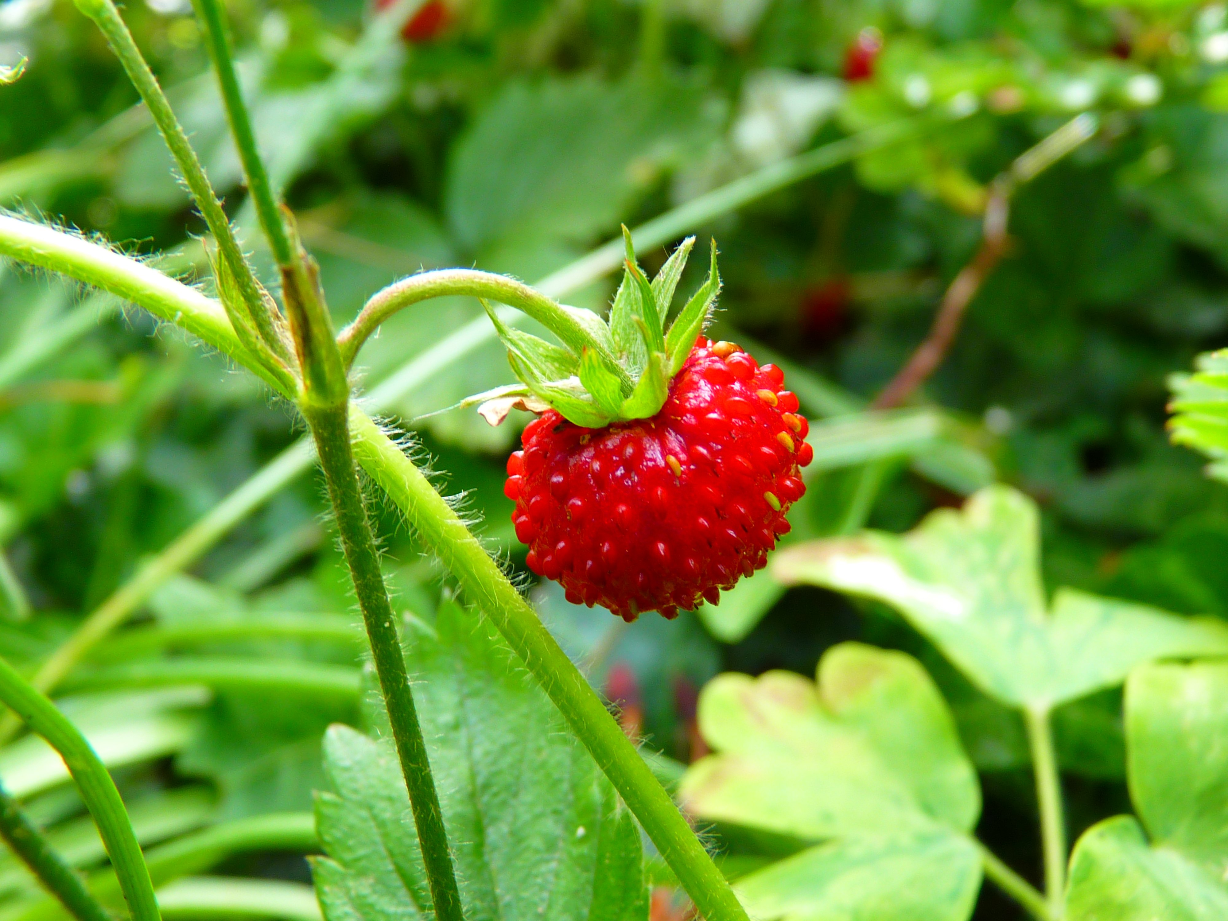 wild berry, food, berry, leaves download for free