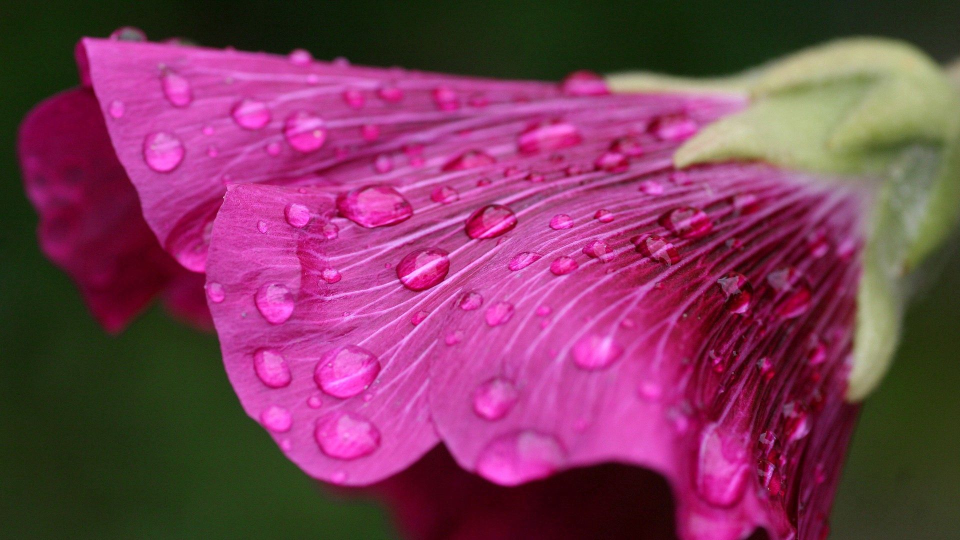 flower, dew, macro, drops collection of HD images