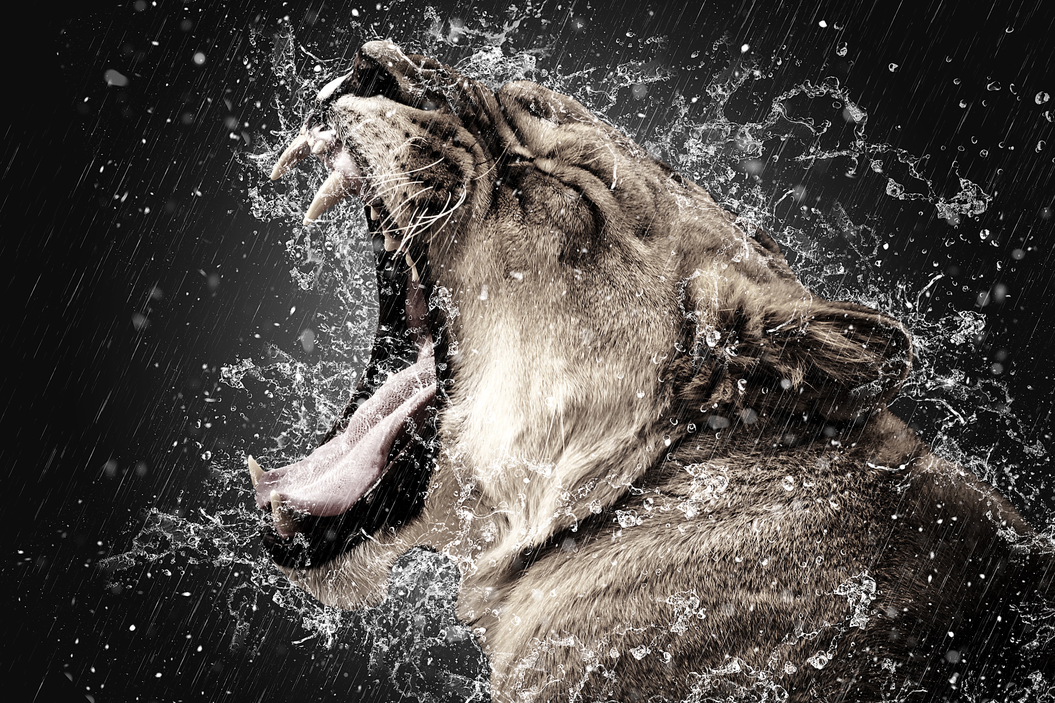83765 download wallpaper animals, grin, spray, lion, predator, fangs screensavers and pictures for free