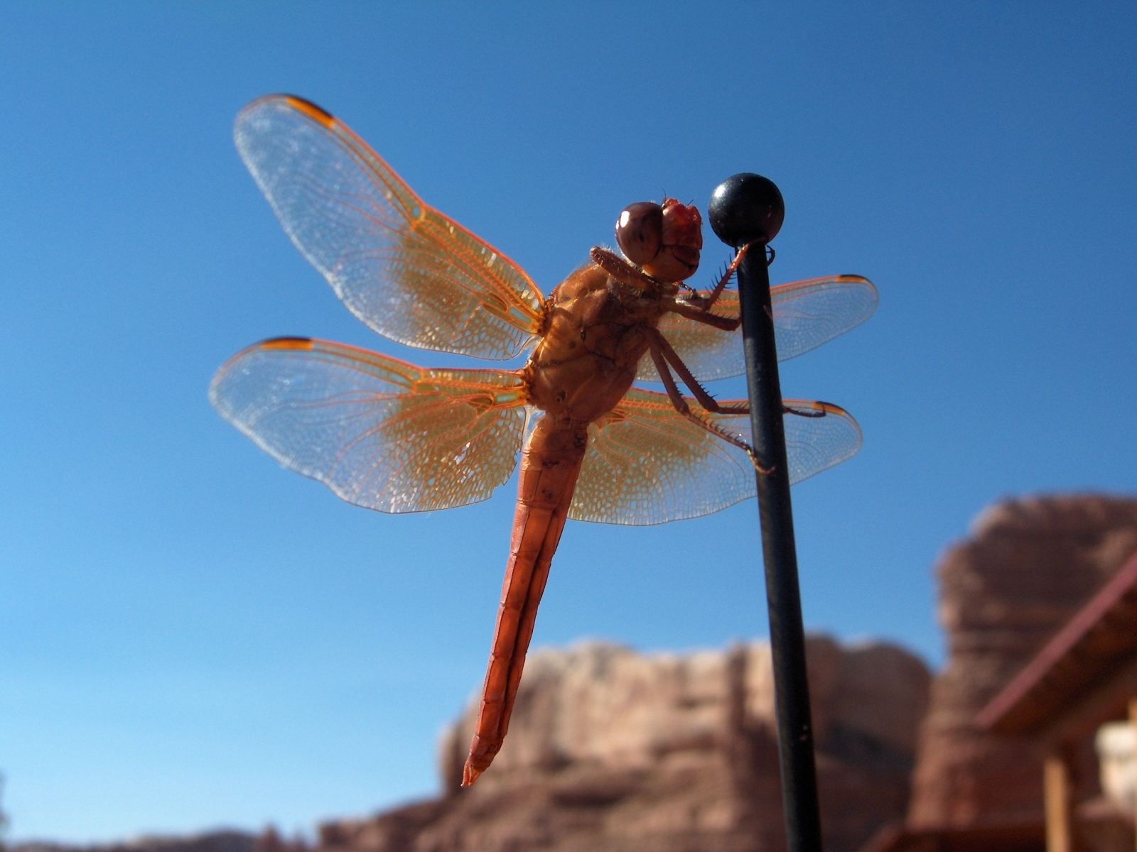 Laden Sie das Insekten, Libellen-Bild kostenlos auf Ihren PC-Desktop herunter