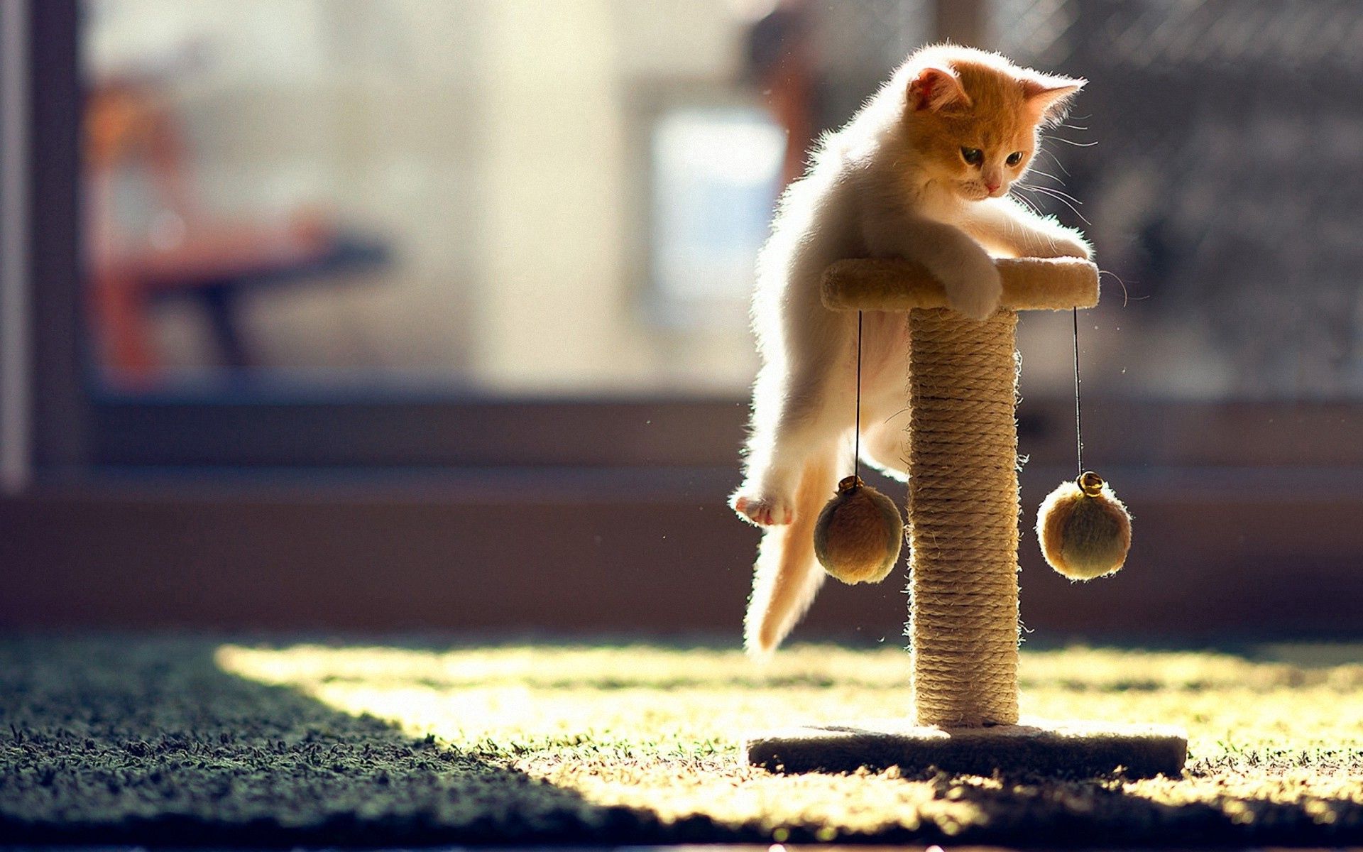 99831 download wallpaper animals, cat, kitty, kitten, playful, climb screensavers and pictures for free