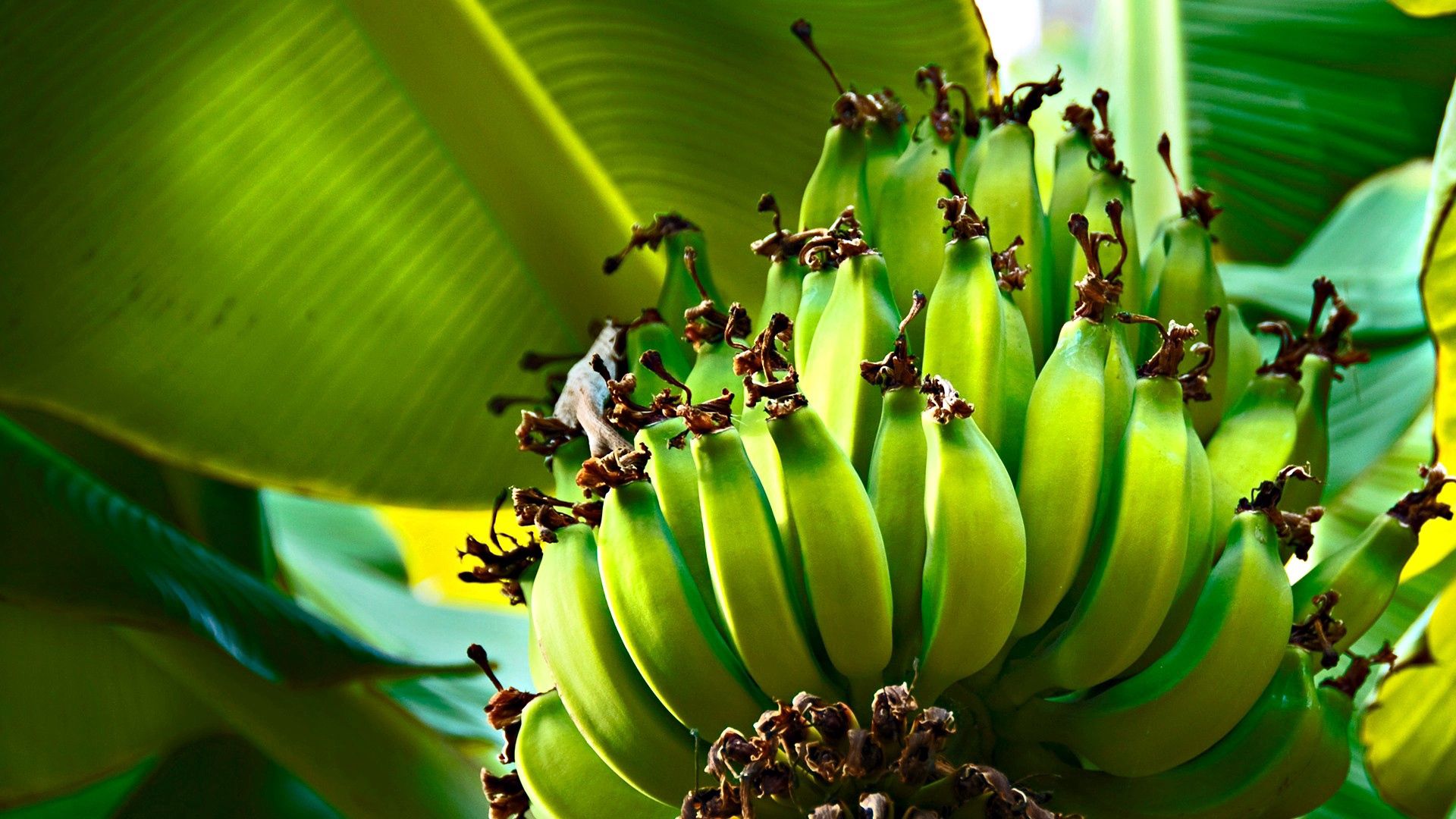 105091 Bildschirmschoner und Hintergrundbilder Bananas auf Ihrem Telefon. Laden Sie frucht, grün, holz, natur Bilder kostenlos herunter