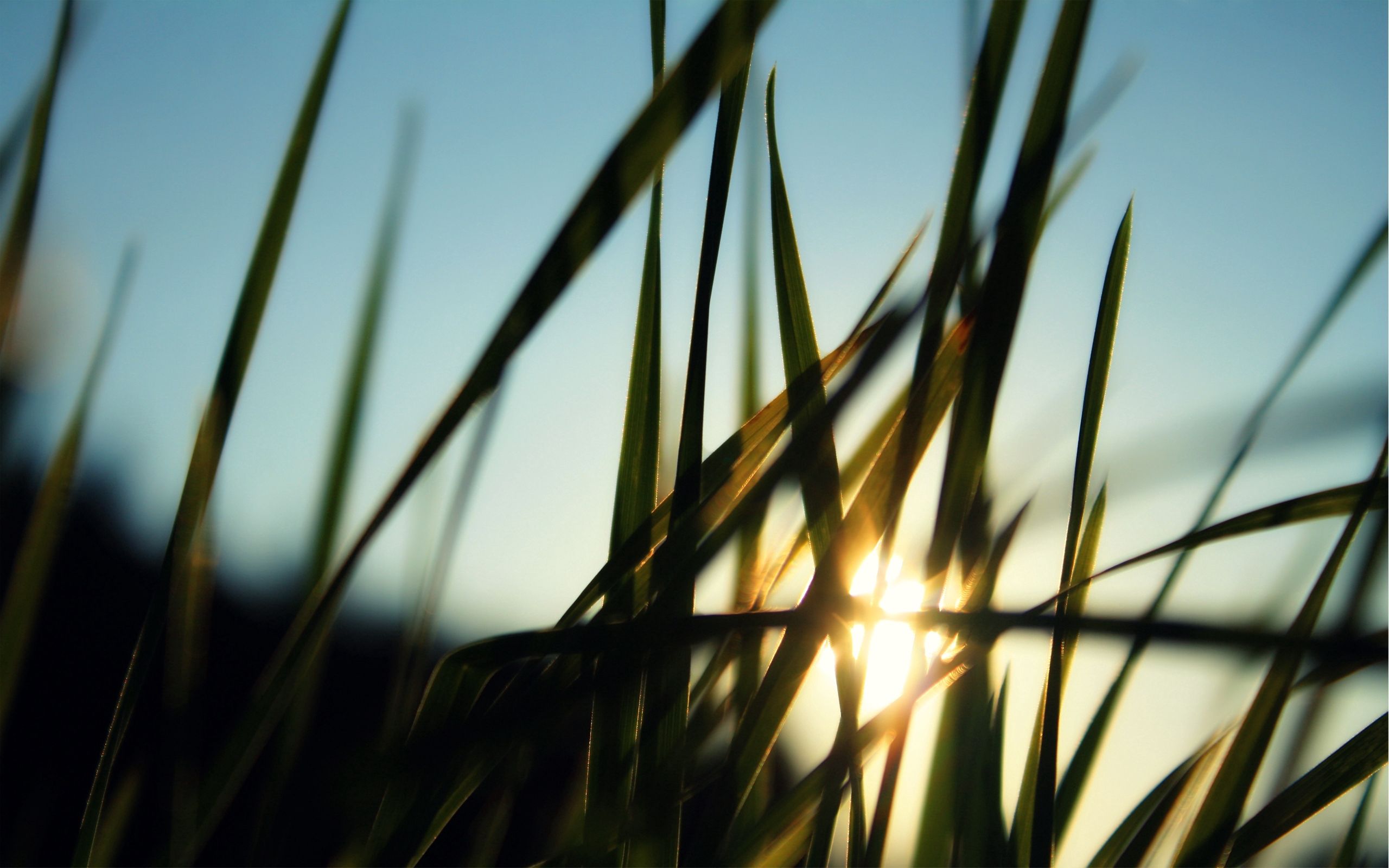 Laden Sie das Natur, Grass, Sun, Morgendämmerung, Grünen, Grüne, Feld, Morgen-Bild kostenlos auf Ihren PC-Desktop herunter