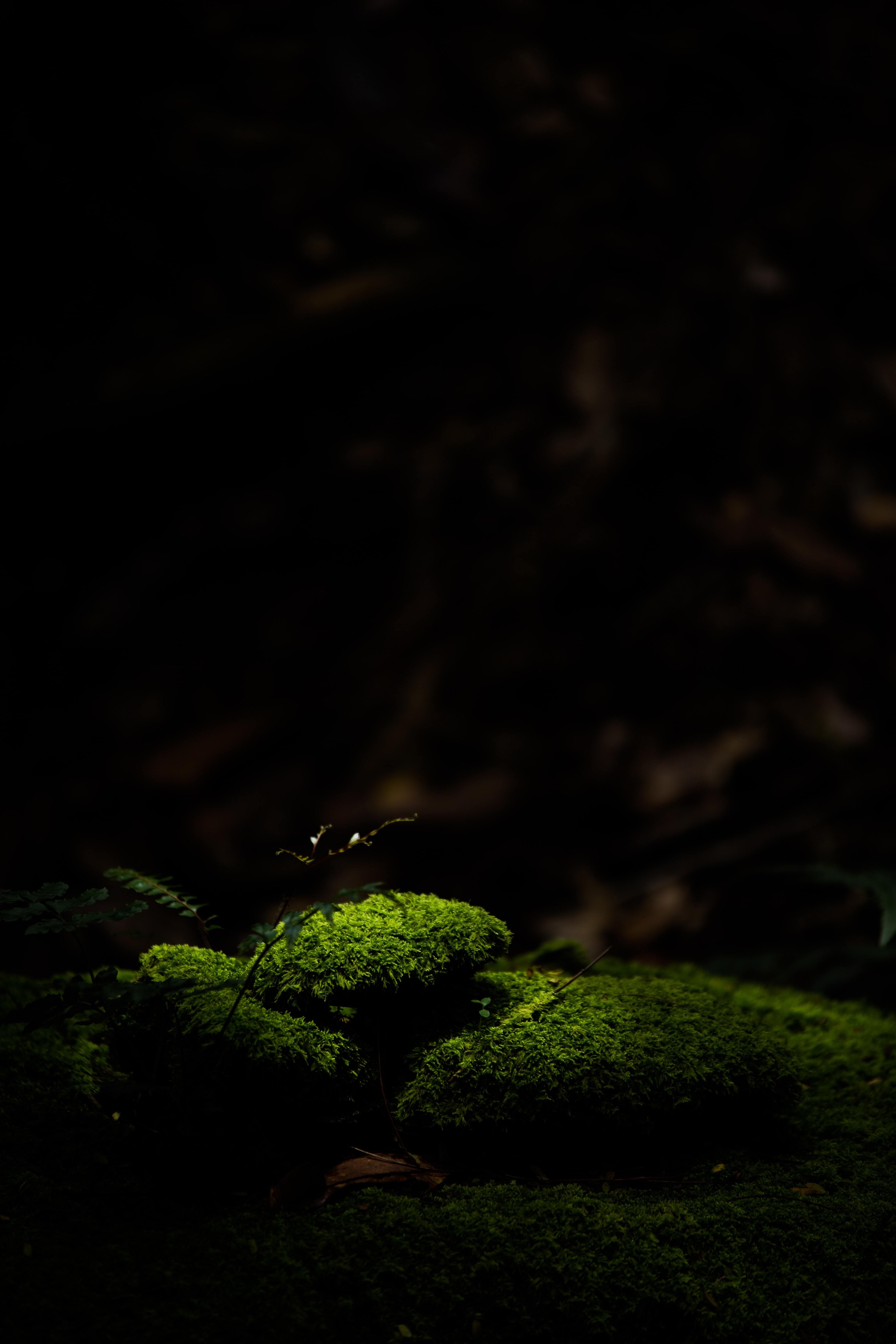 dark, moss, stones, macro, green Full HD