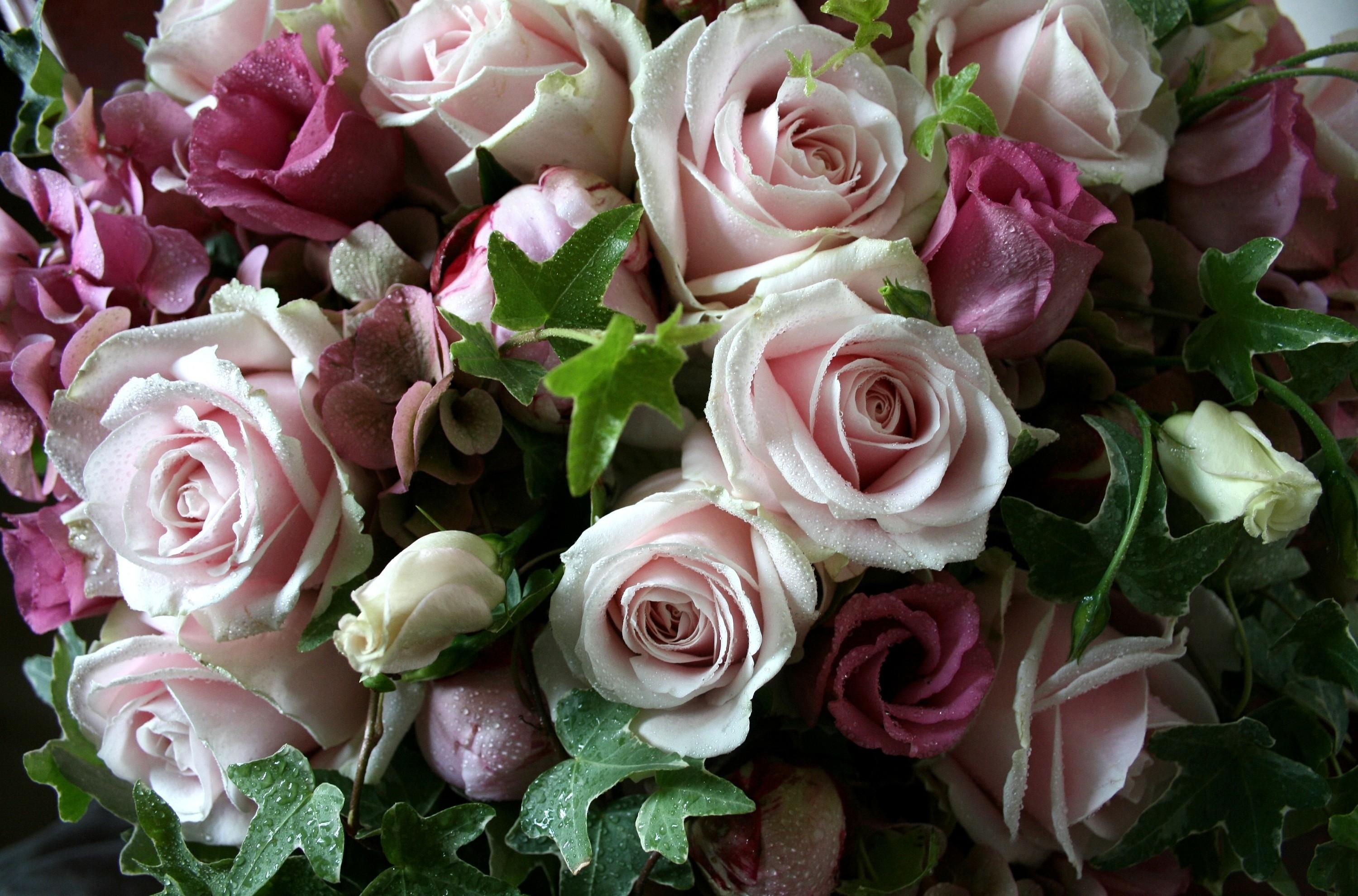 Laden Sie das Blumen, Roses, Blätter, Drops, Strauß, Bouquet, Frische, Lisiantus Russell, Lisianthus Russell-Bild kostenlos auf Ihren PC-Desktop herunter