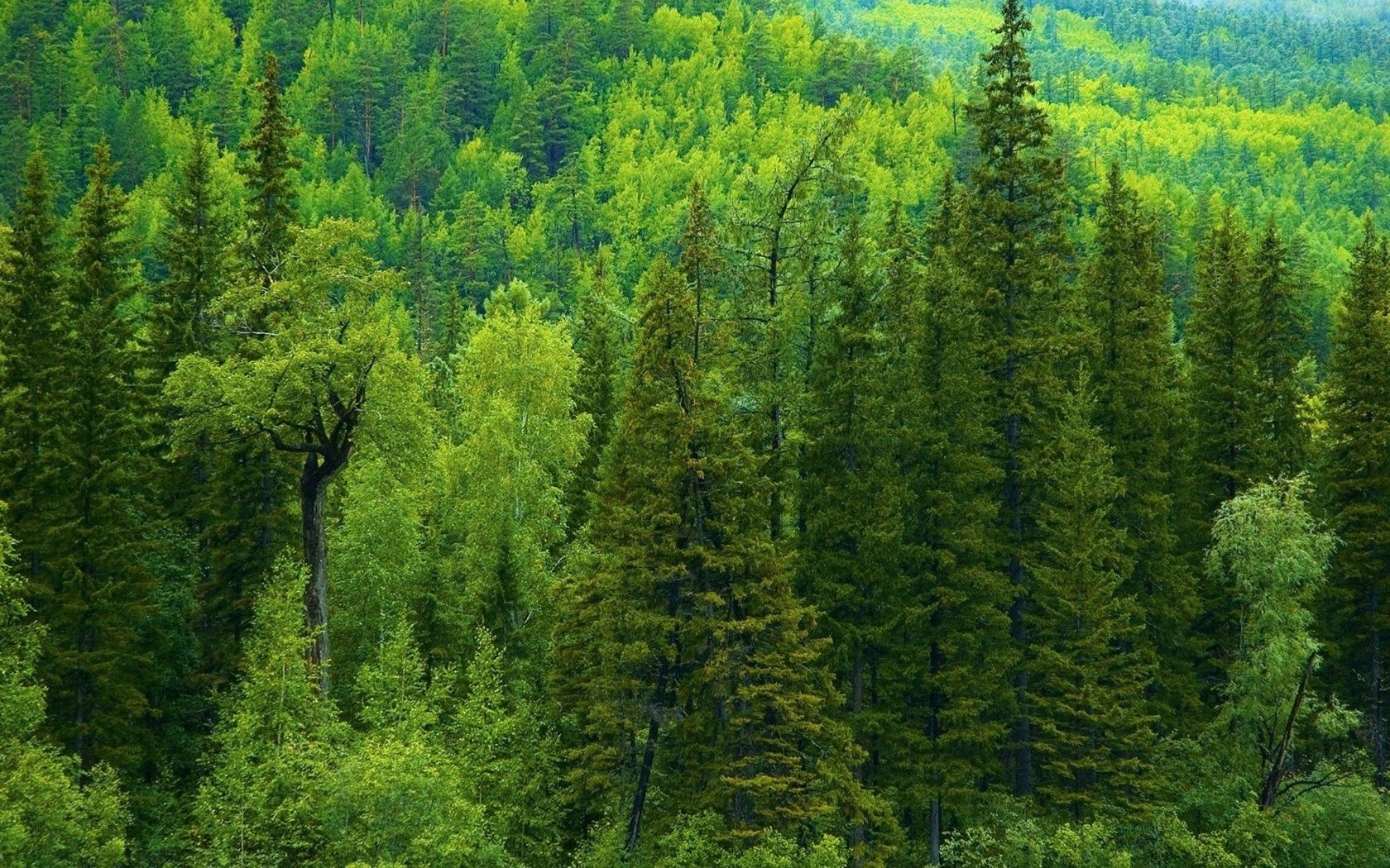 conifers, siberia, nature, coniferous, trees, forest, green QHD