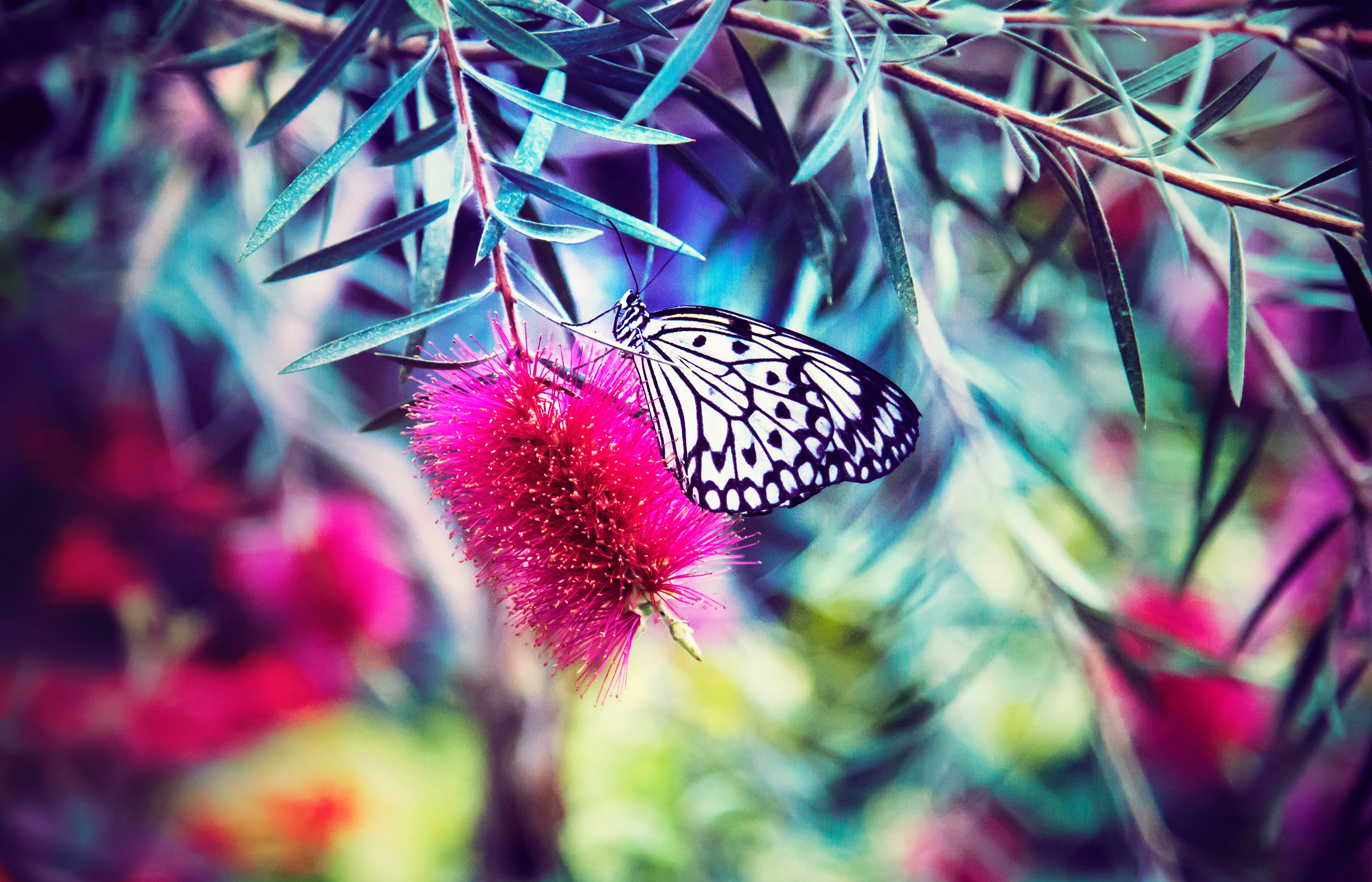 84235 free wallpaper 320x480 for phone, download images flower, bright, butterfly, smooth 320x480 for mobile