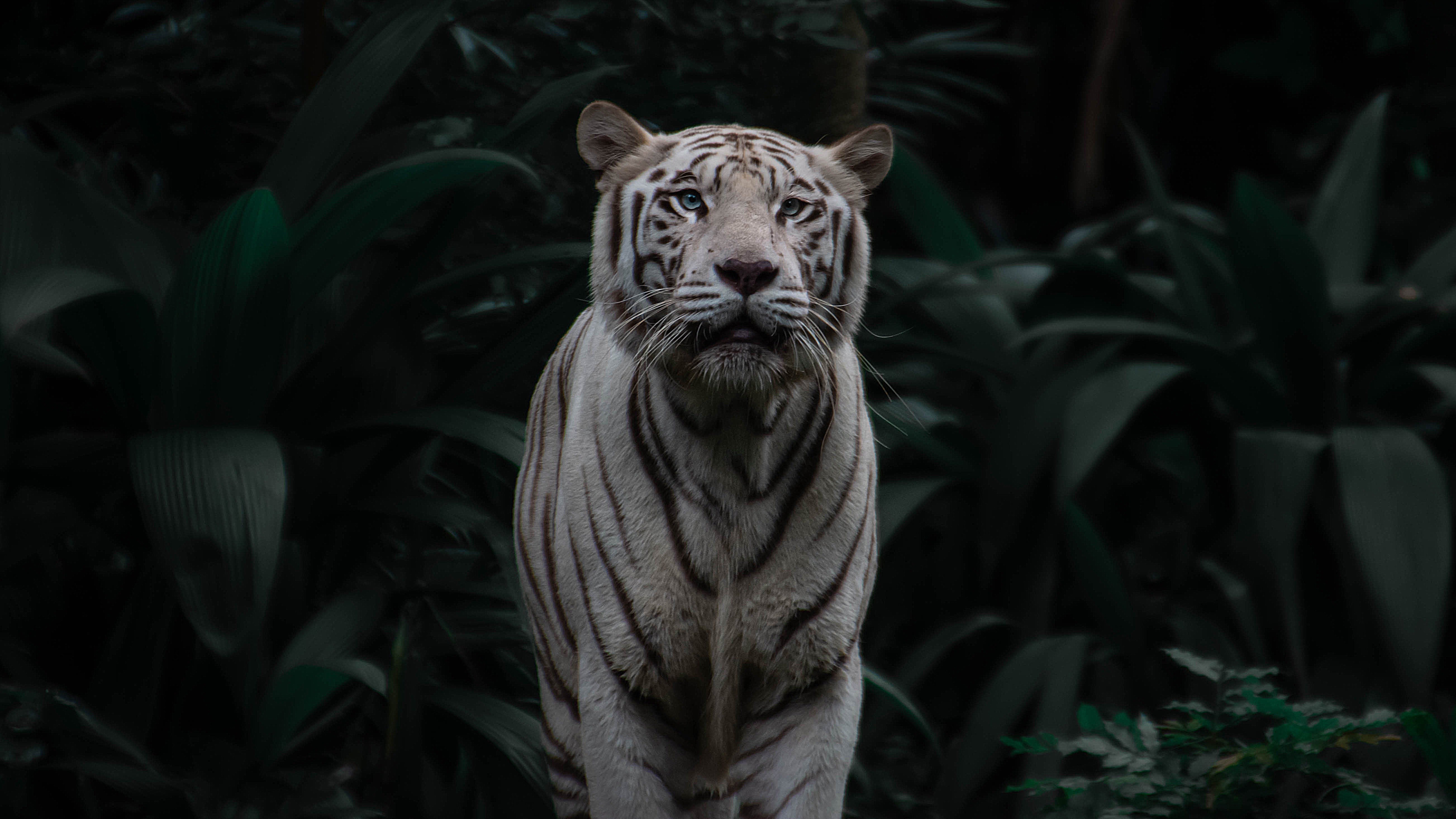 animals, stripes, bengal tiger, predator Square Wallpapers