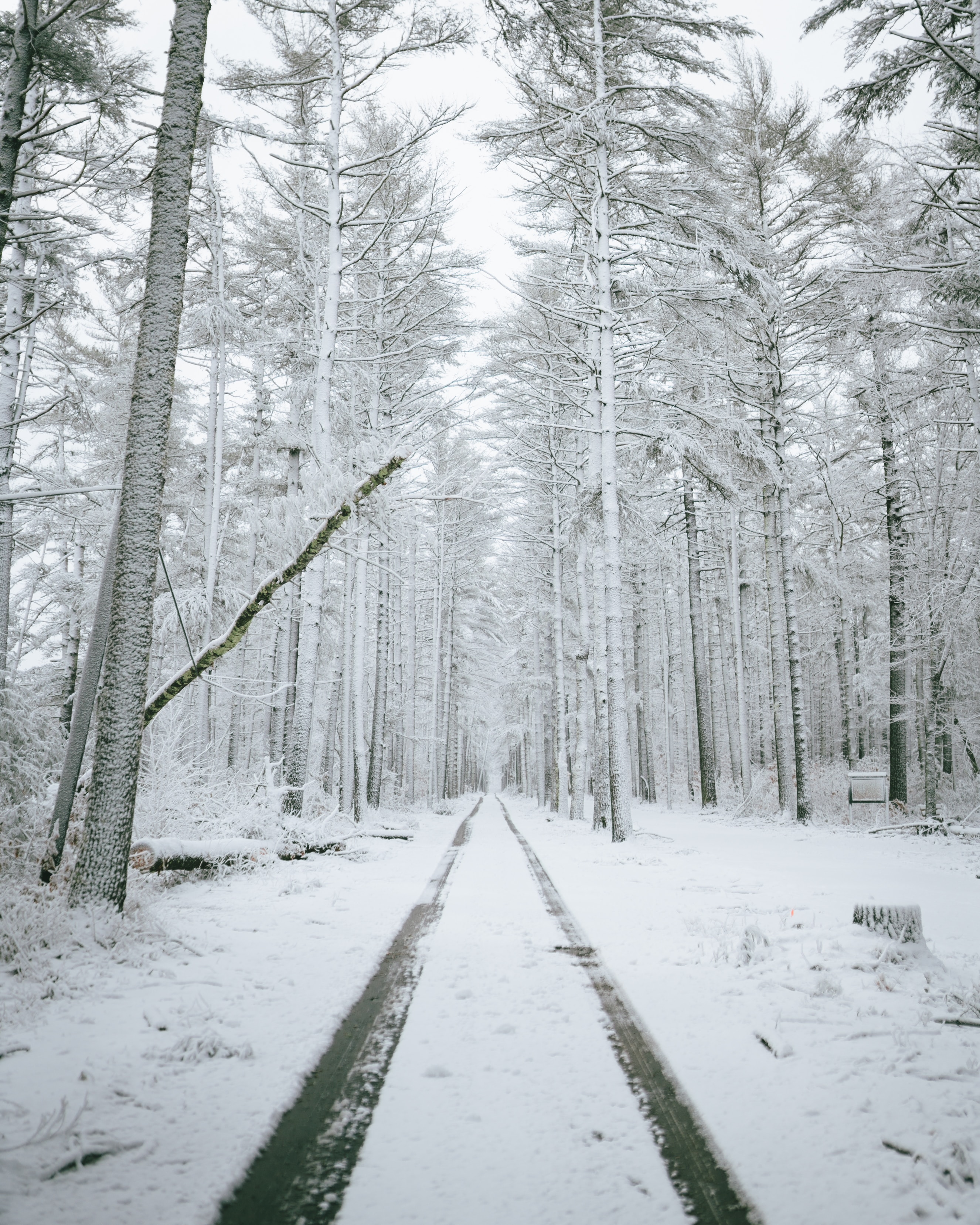 nature, trees, road, snow FHD, 4K, UHD