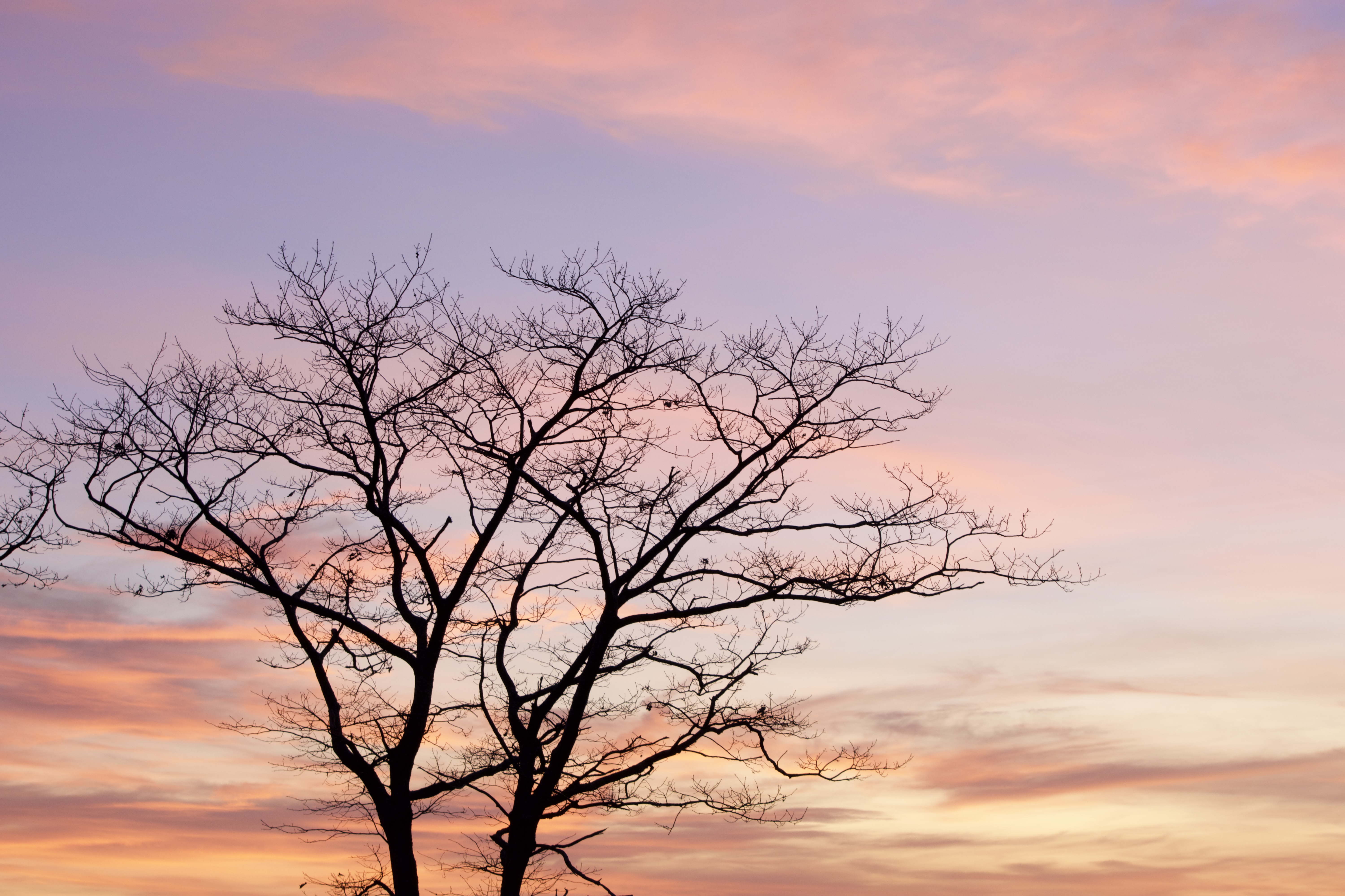 nature, sky, twilight, clouds, wood, tree, dusk Phone Background