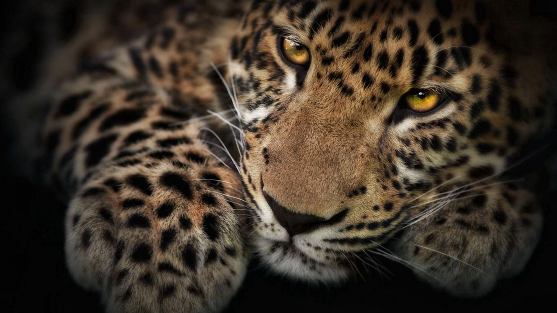 67198 download wallpaper animals, leopard, muzzle, shadow, predator screensavers and pictures for free
