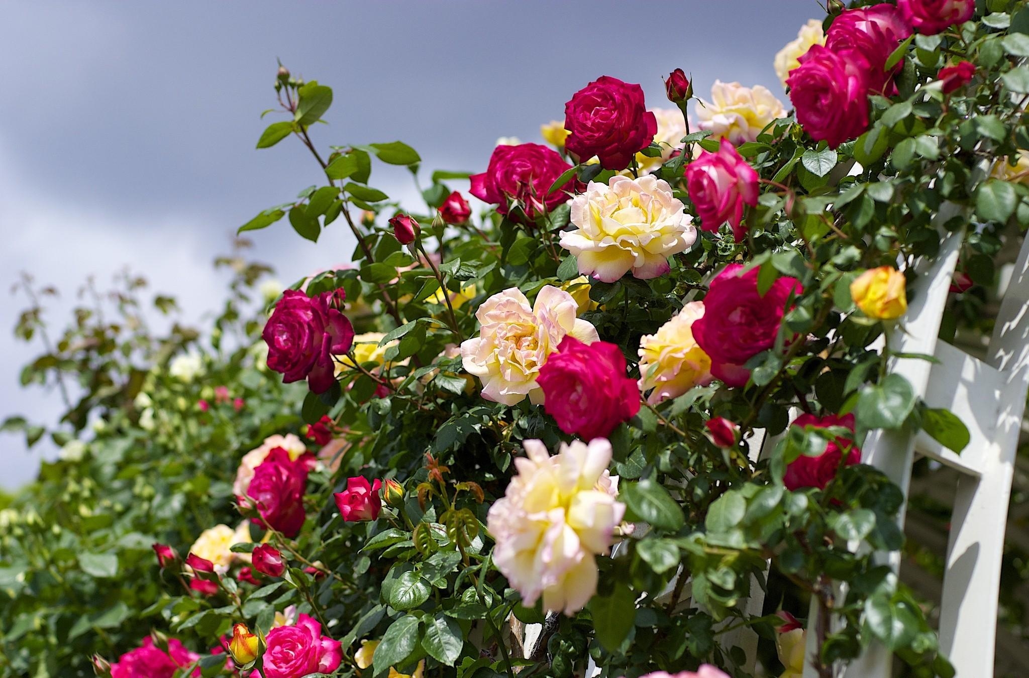 roses, flowers, sky, bloom, flowering, garden, handsomely, it's beautiful High Definition image