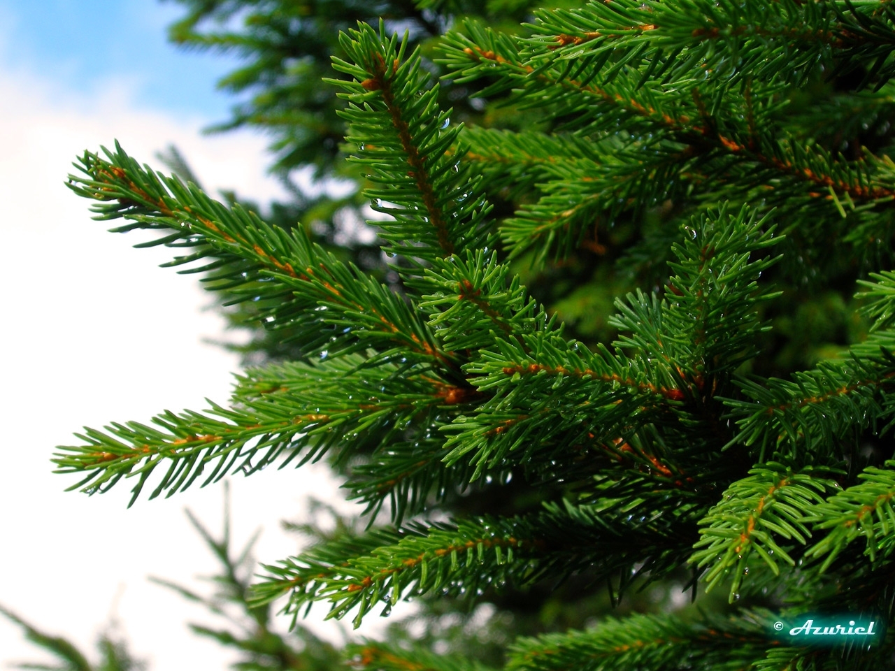 plants, needle, fir-trees, green Phone Background