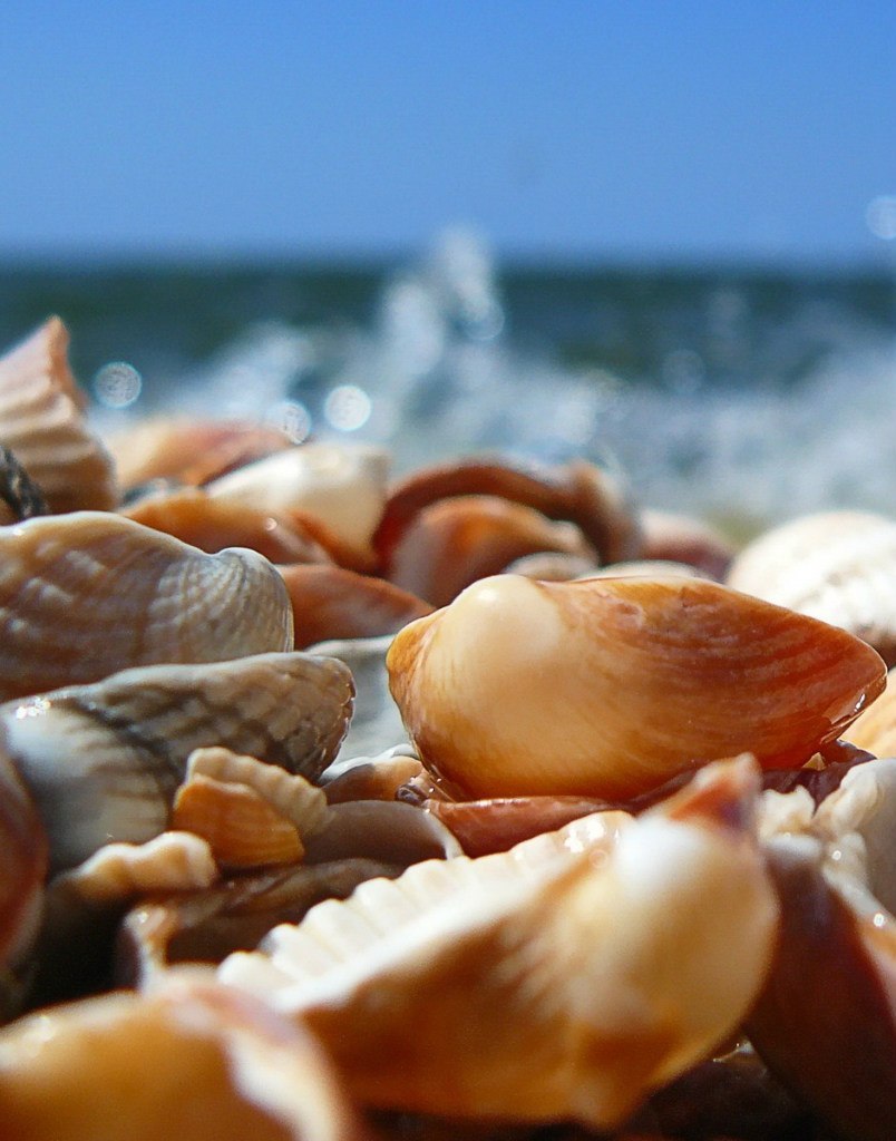 sea, objects, shells