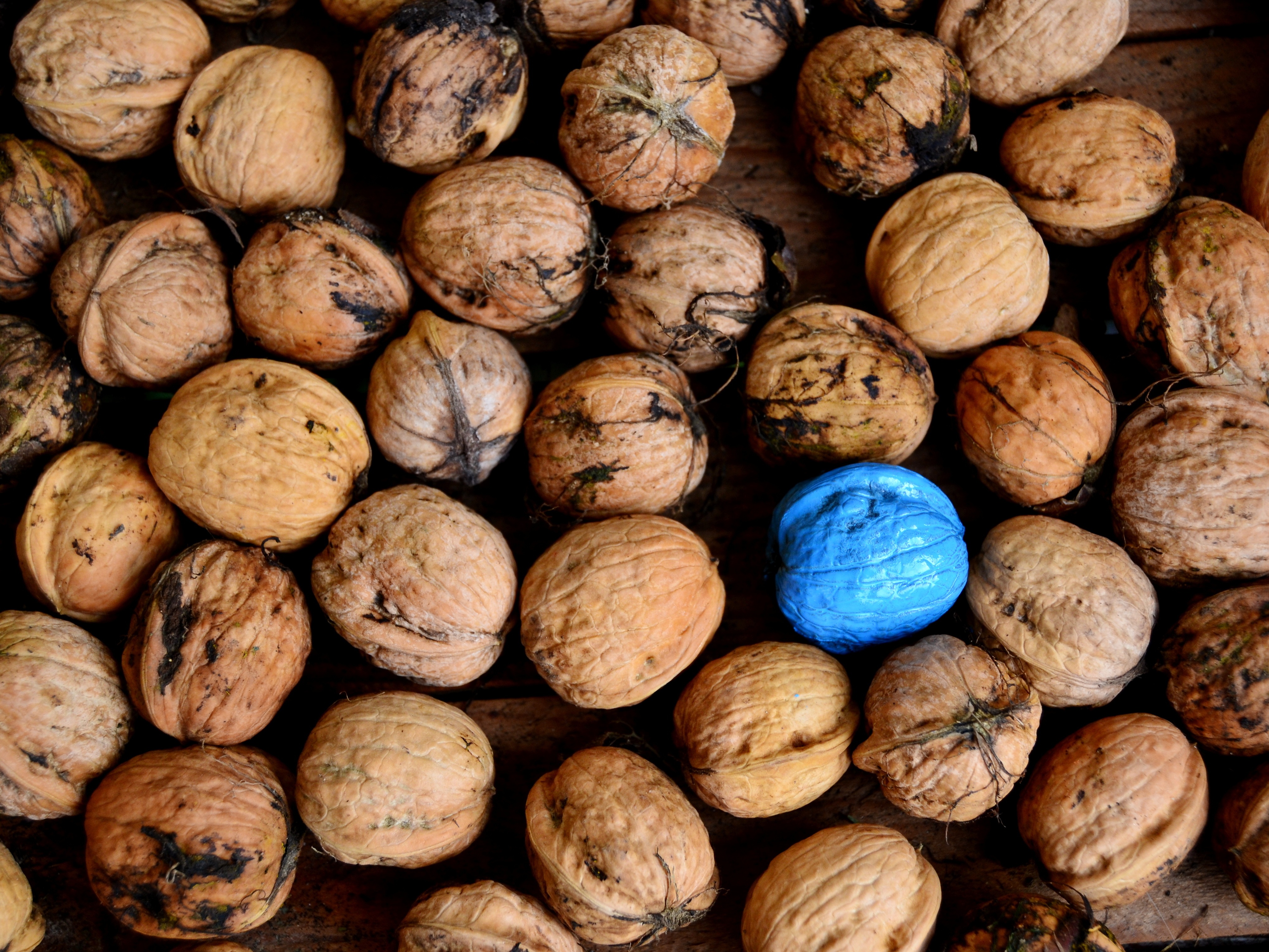 Best Walnuts wallpapers for phone screen