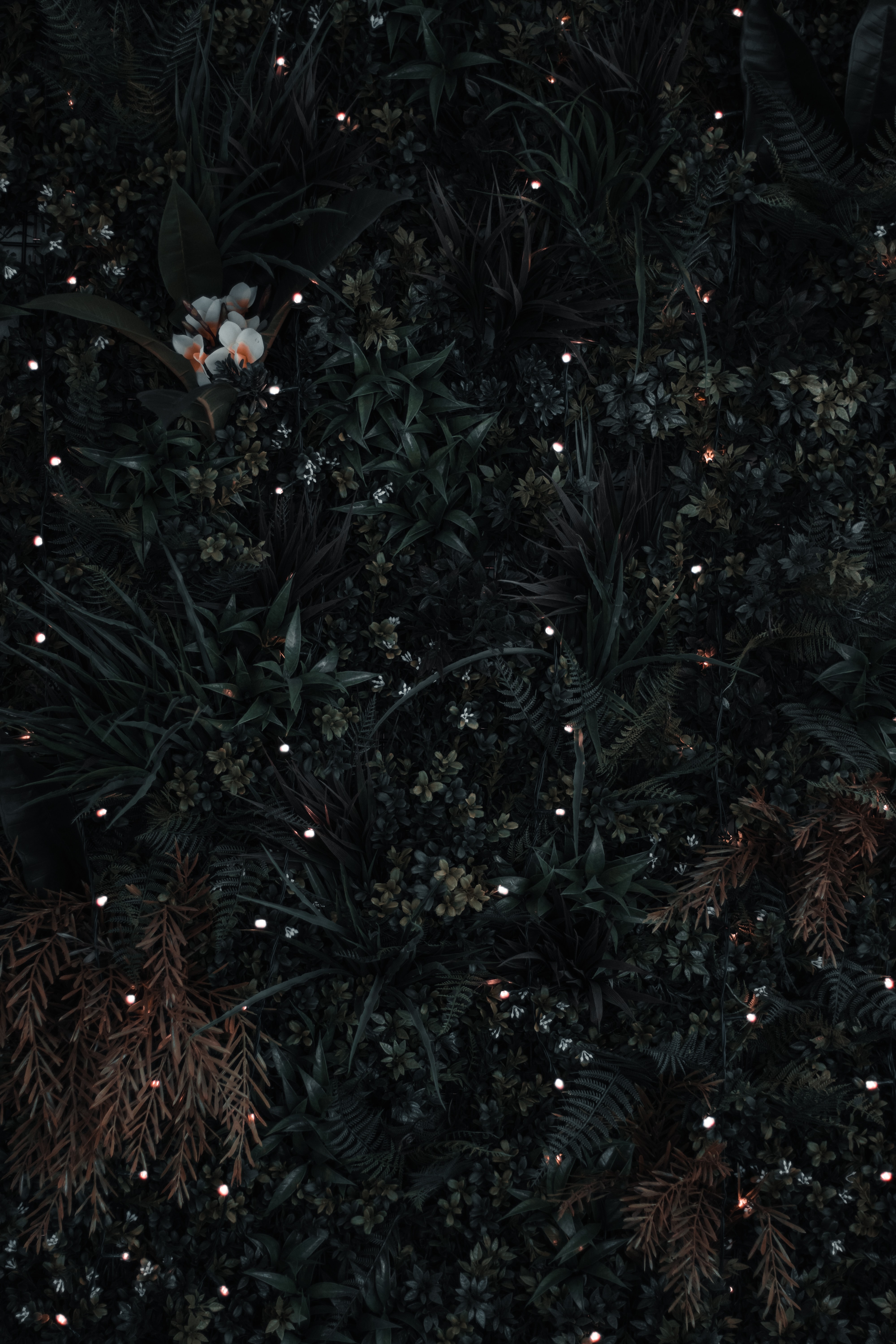 leaves, dark, flowers, grass, view from above High Definition image