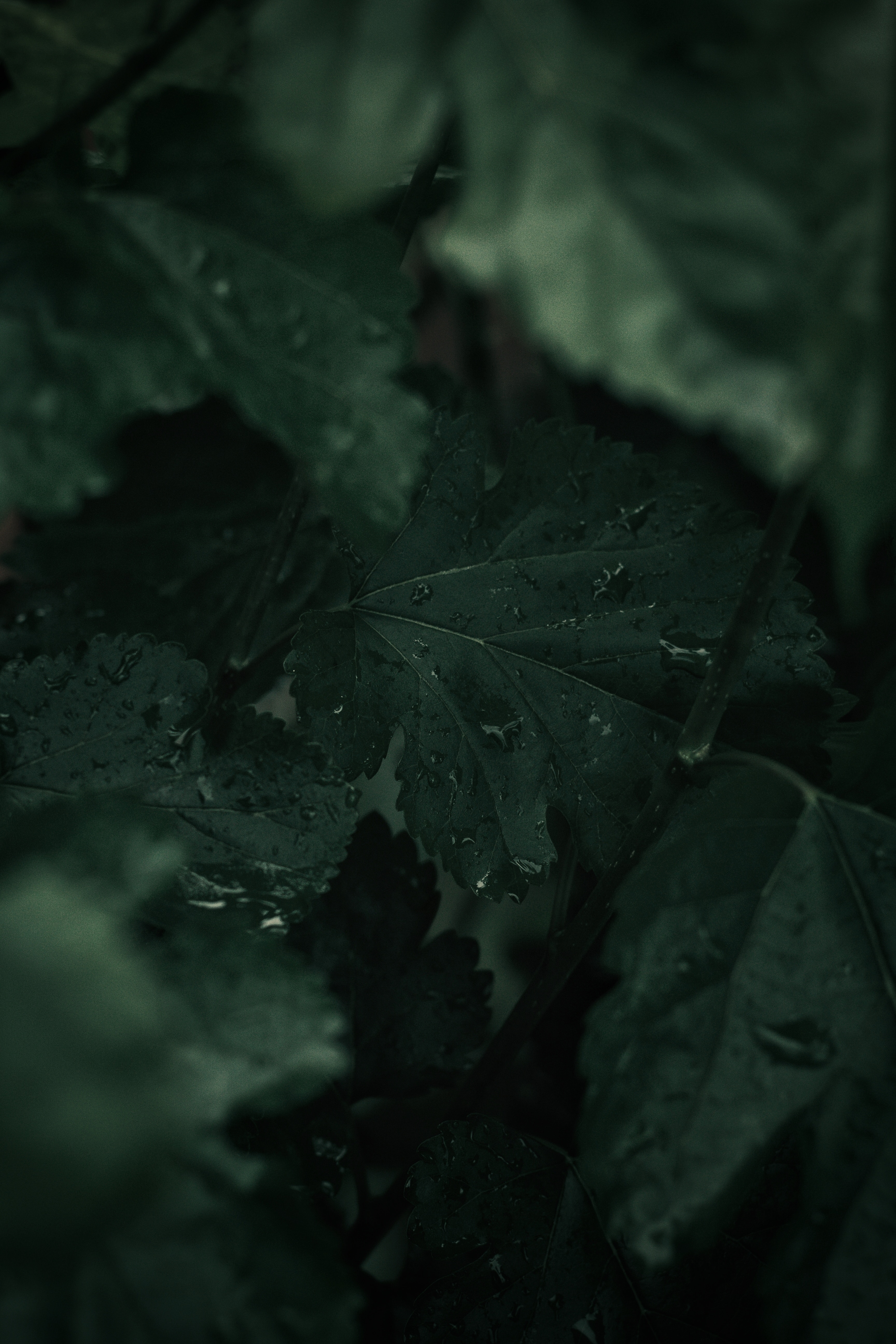 plant, leaves, drops, macro, wet 1080p