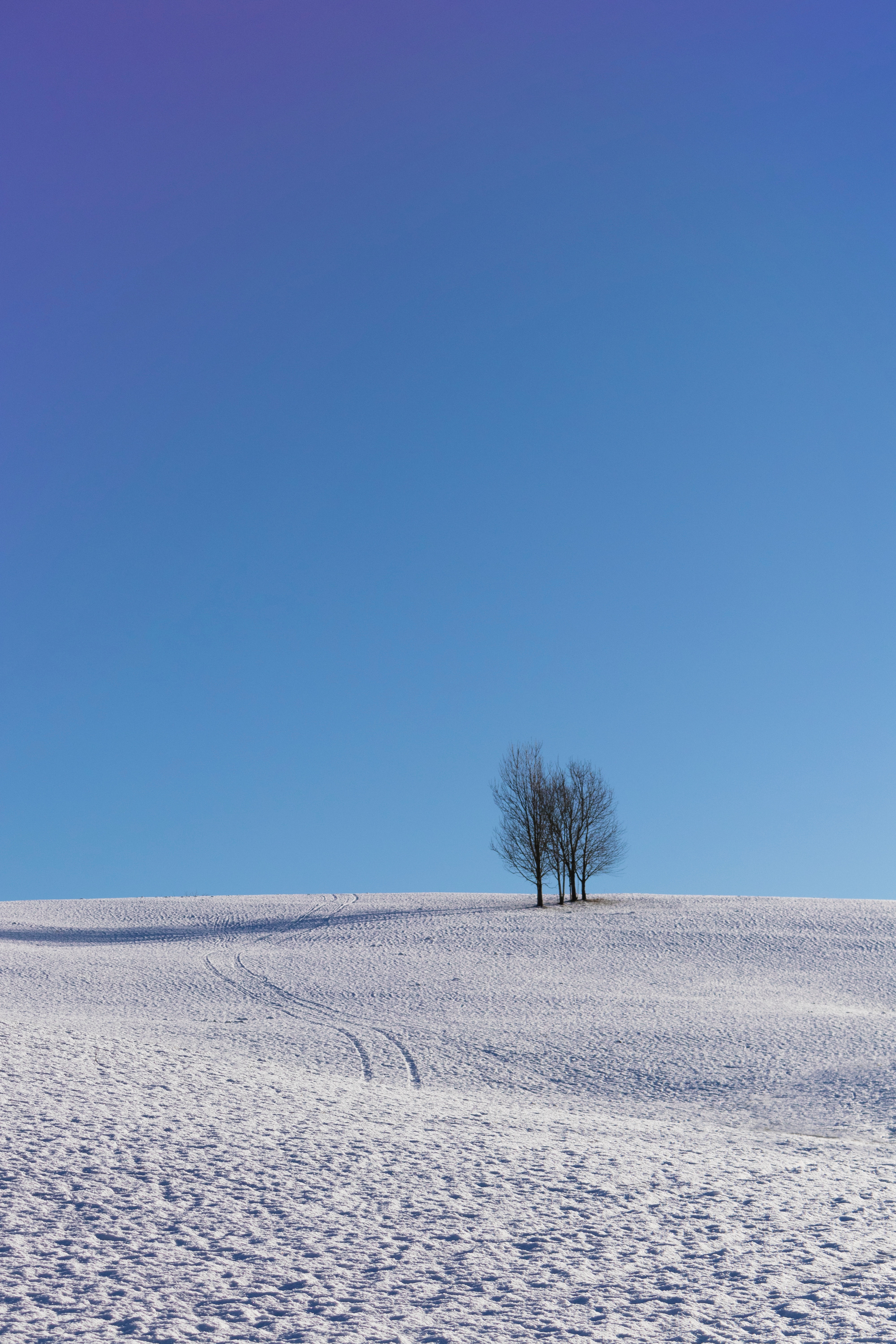 winter, snow, trees, sky, horizon, minimalism