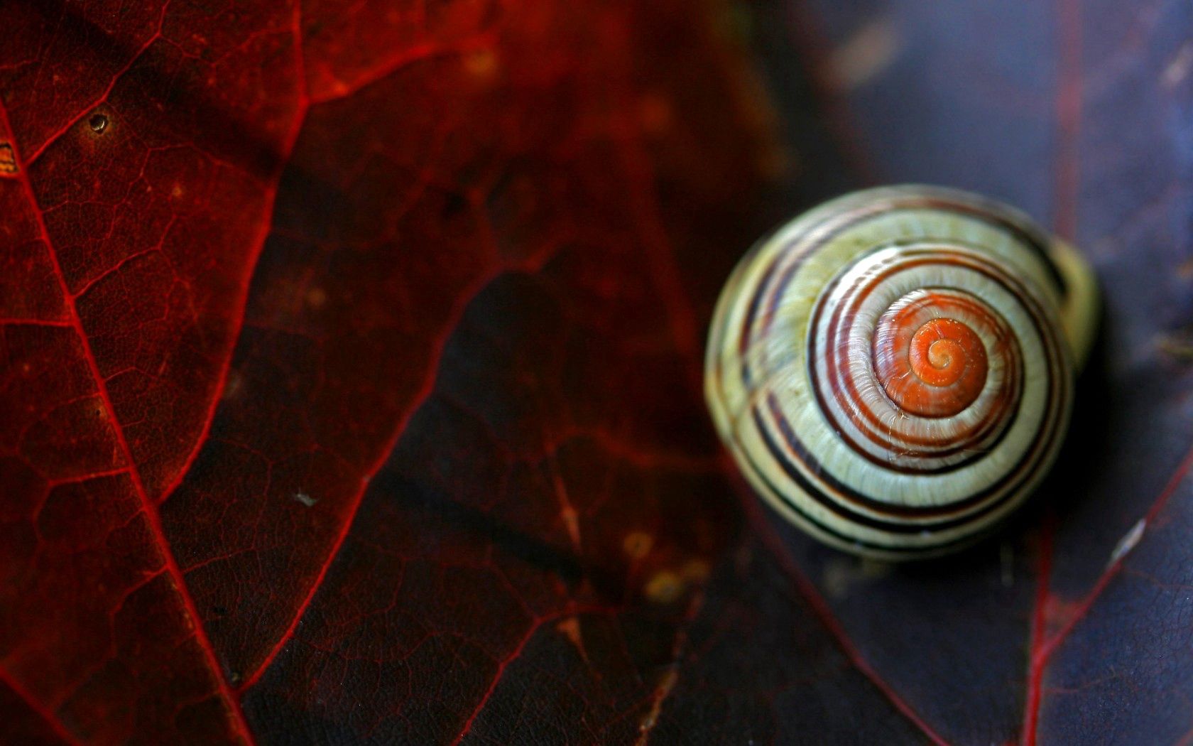 sink, shell, snail, leaves Square Wallpapers