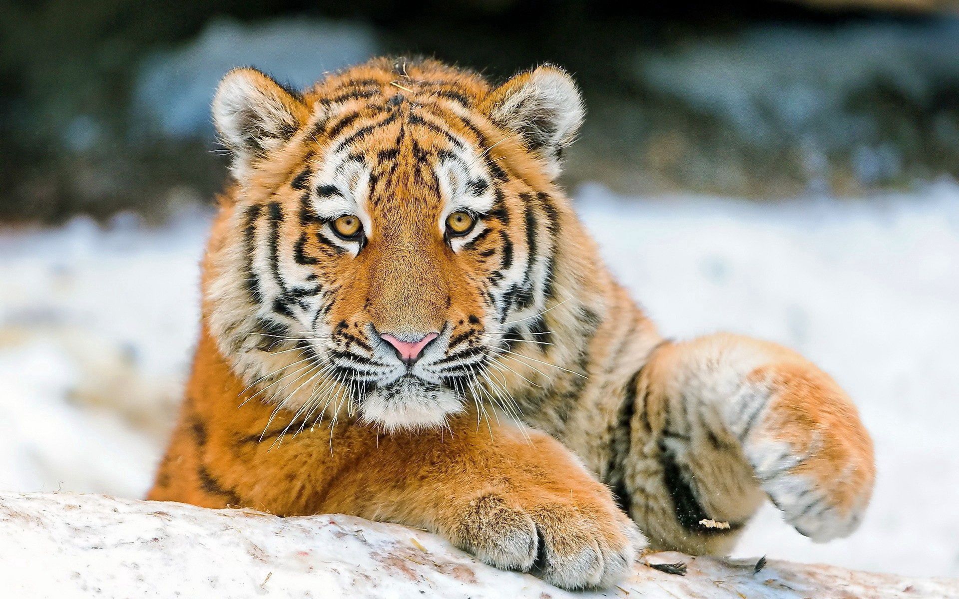 104827 скачать обои детеныш, животные, хищник, тигр, полосатый - заставки и картинки бесплатно