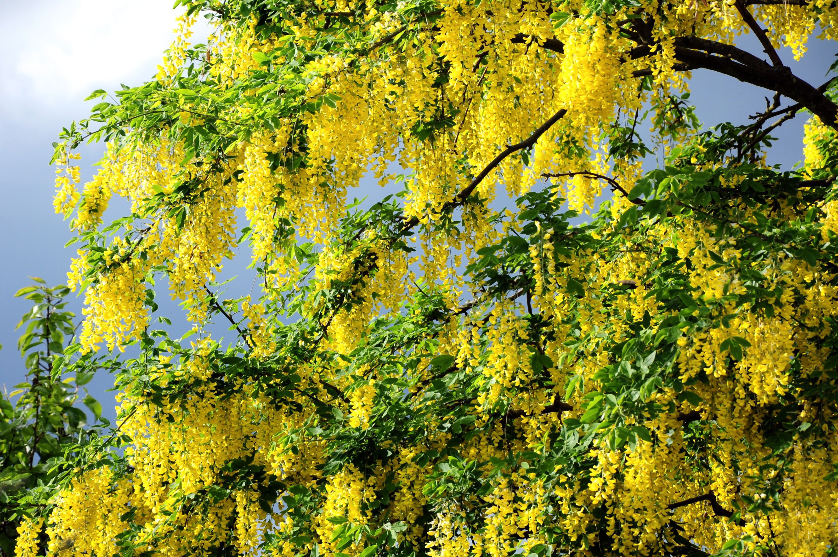 93439 免費下載壁紙 花卉, 云, 黄色, 王冠, 克罗纳, 盛开, 开花, 黄色的, 春天, 图查 屏保和圖片