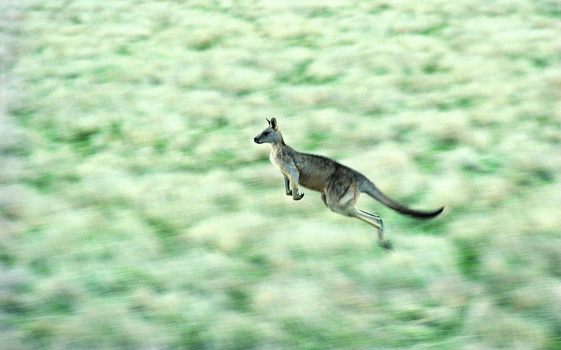 animals, kangaroo, speed, bounce, jump HD wallpaper