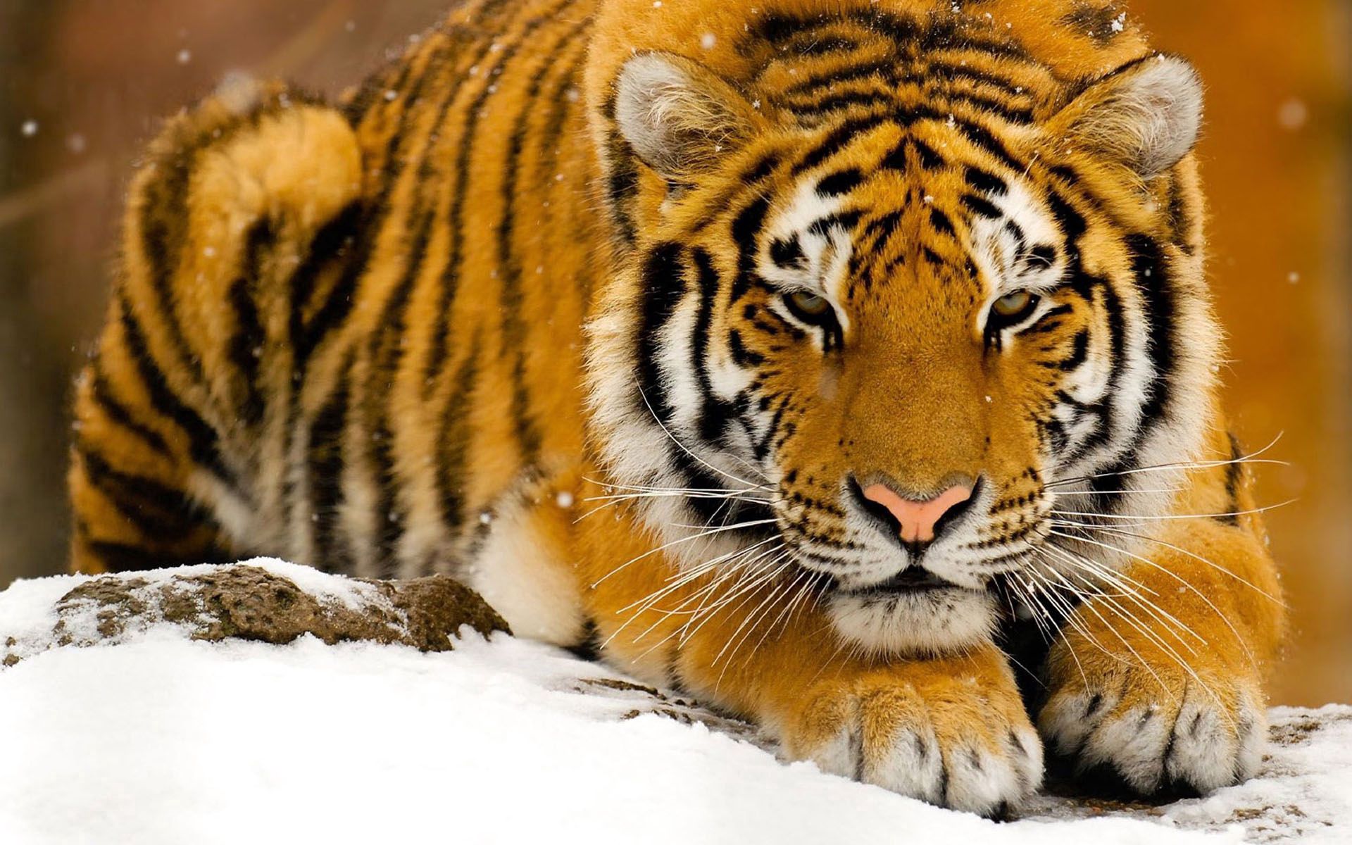 104828 Bild herunterladen tiere, schnee, sich hinlegen, liegen, schnauze, raubtier, predator, big cat, große katze, tiger - Hintergrundbilder und Bildschirmschoner kostenlos