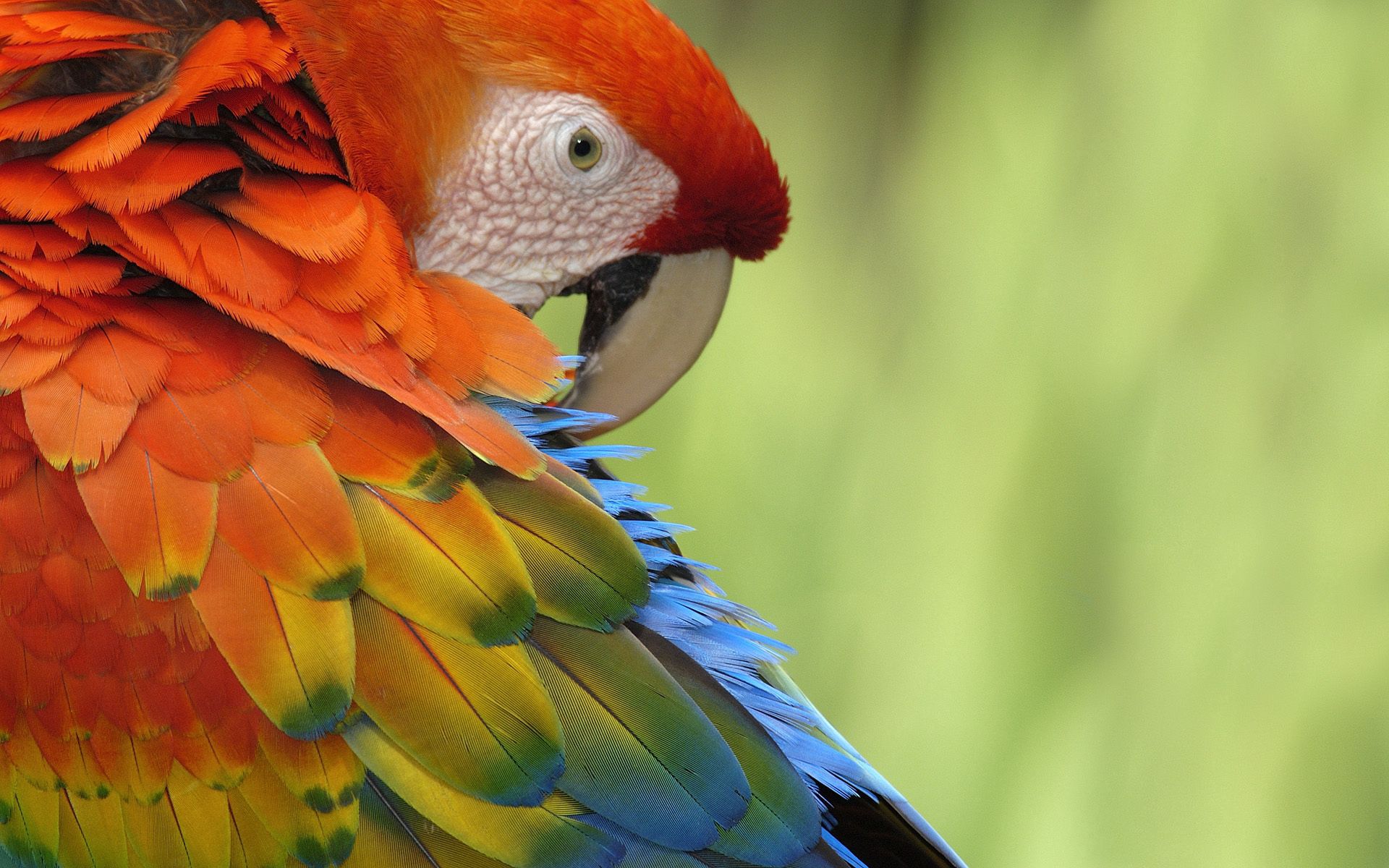 Laden Sie das Mehrfarbig, Tiere, Papageien, Feder, Schnabel, Motley-Bild kostenlos auf Ihren PC-Desktop herunter