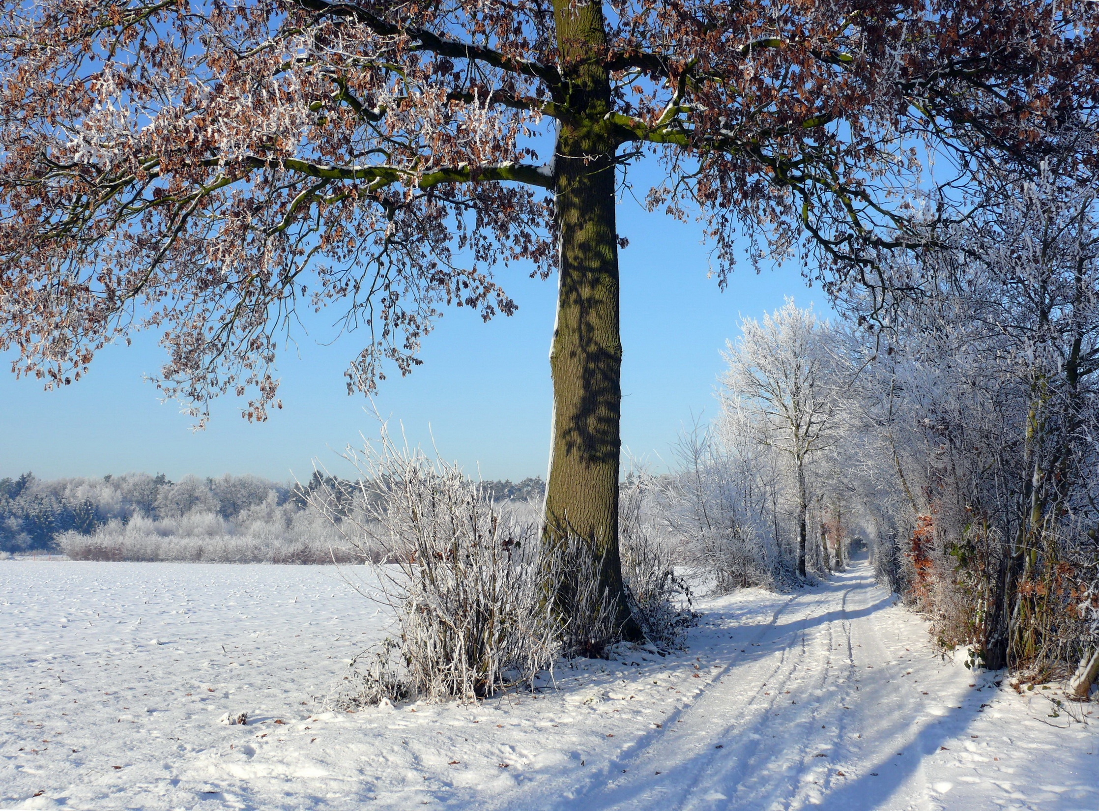 手機的157987屏保和壁紙树。 免費下載 霜冻, 痕迹, 帕什尼亚, 冬天 圖片
