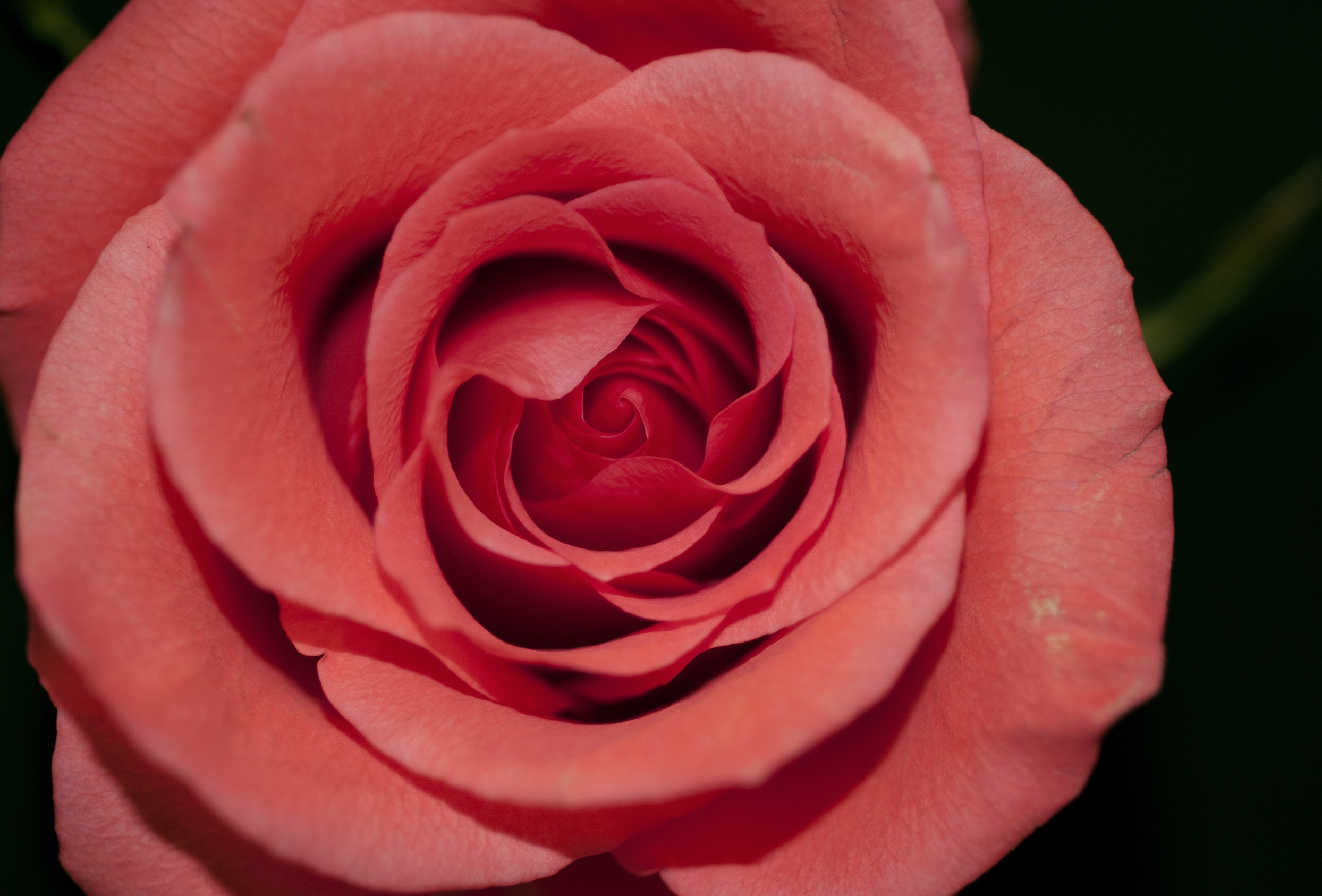 146728 Salvapantallas y fondos de pantalla Rosa en tu teléfono. Descarga imágenes de flores, flor rosa, pétalos, brote gratis