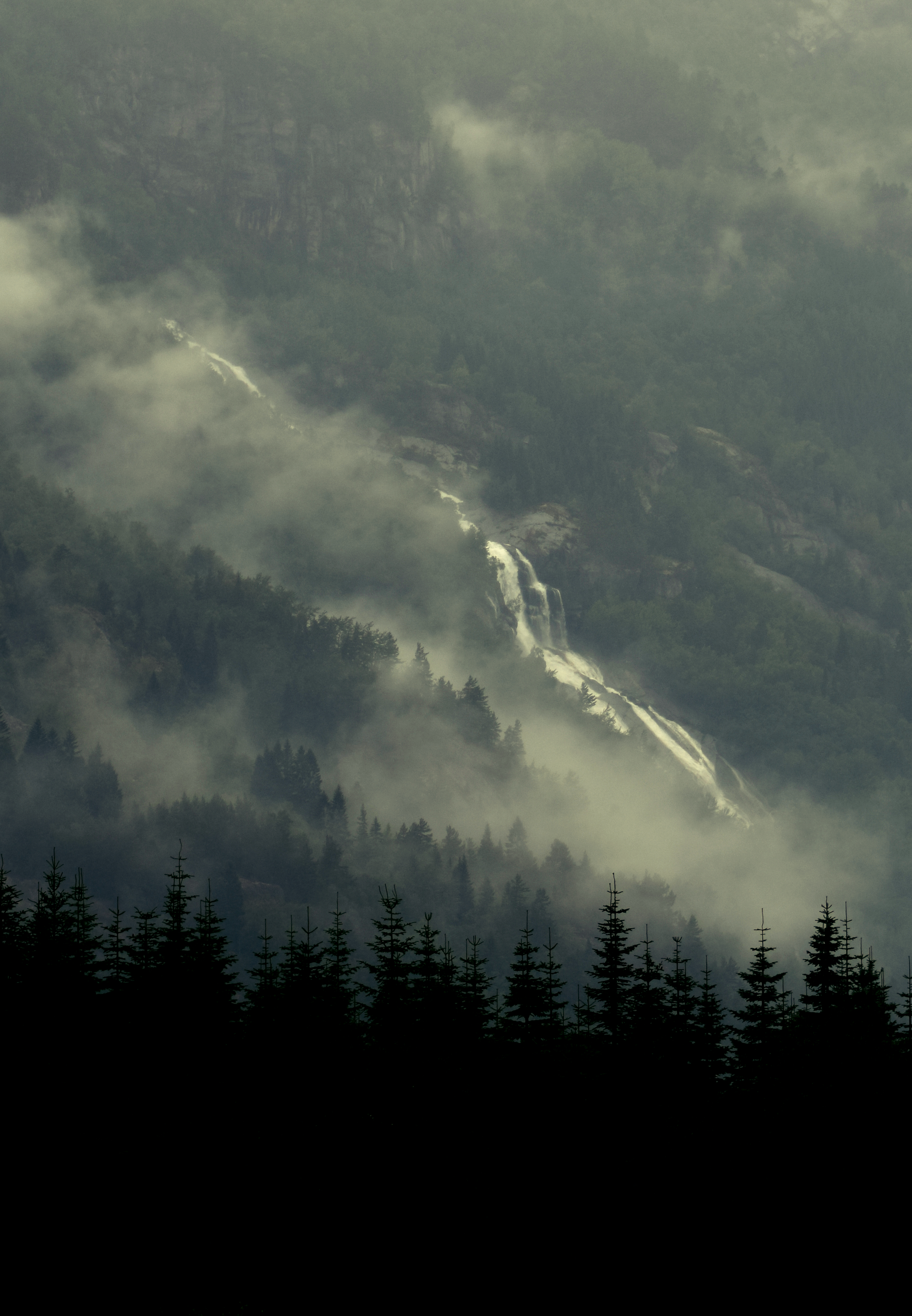 forest, nature, rivers, trees, fog, spruce, fir
