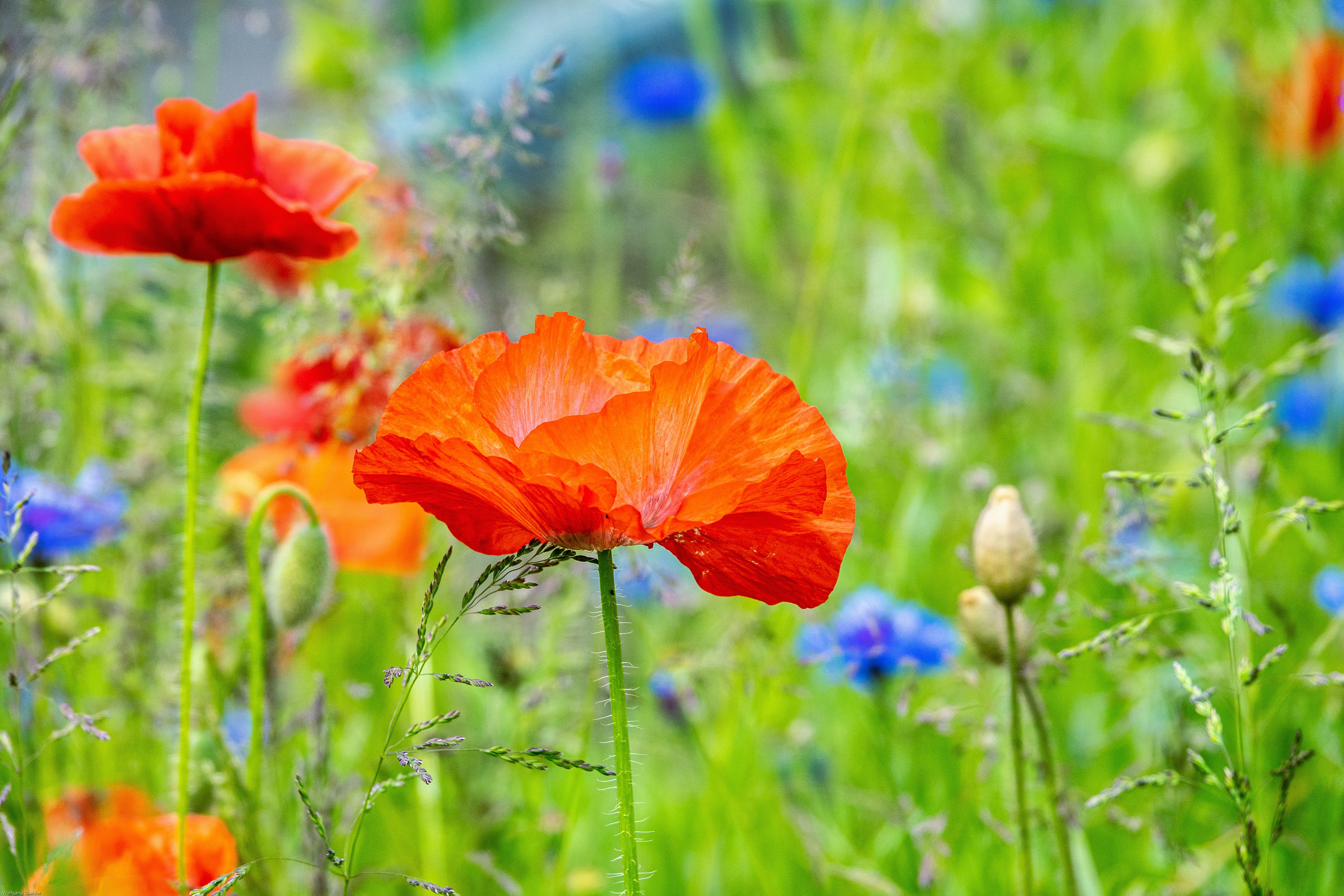 HD desktop wallpaper: Flowers, Summer, Flower, Earth, Poppy, Cornflower  download free picture #1533671