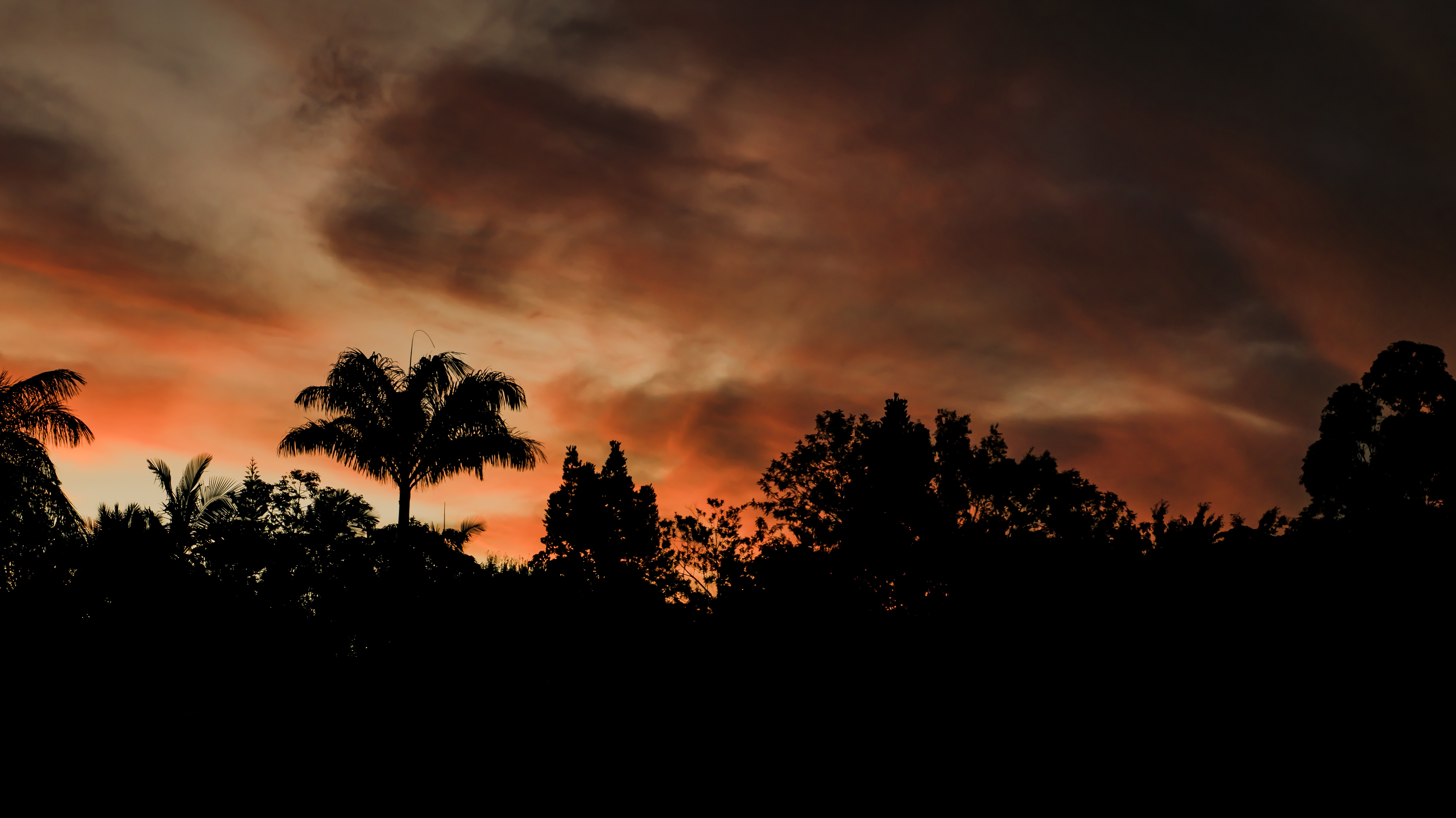 67985 Hintergrundbild herunterladen bäume, sunset, clouds, dunkel, umrisse, umreißt, abend - Bildschirmschoner und Bilder kostenlos