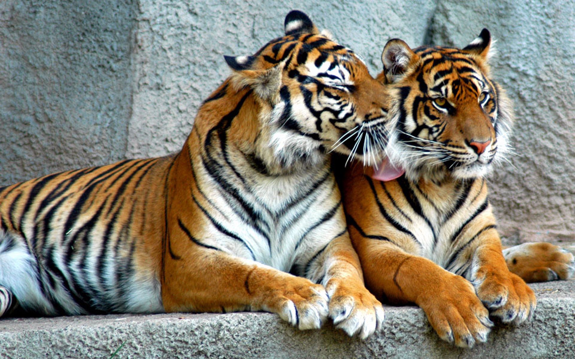 big cats, striped, couple, animals Panoramic Wallpapers