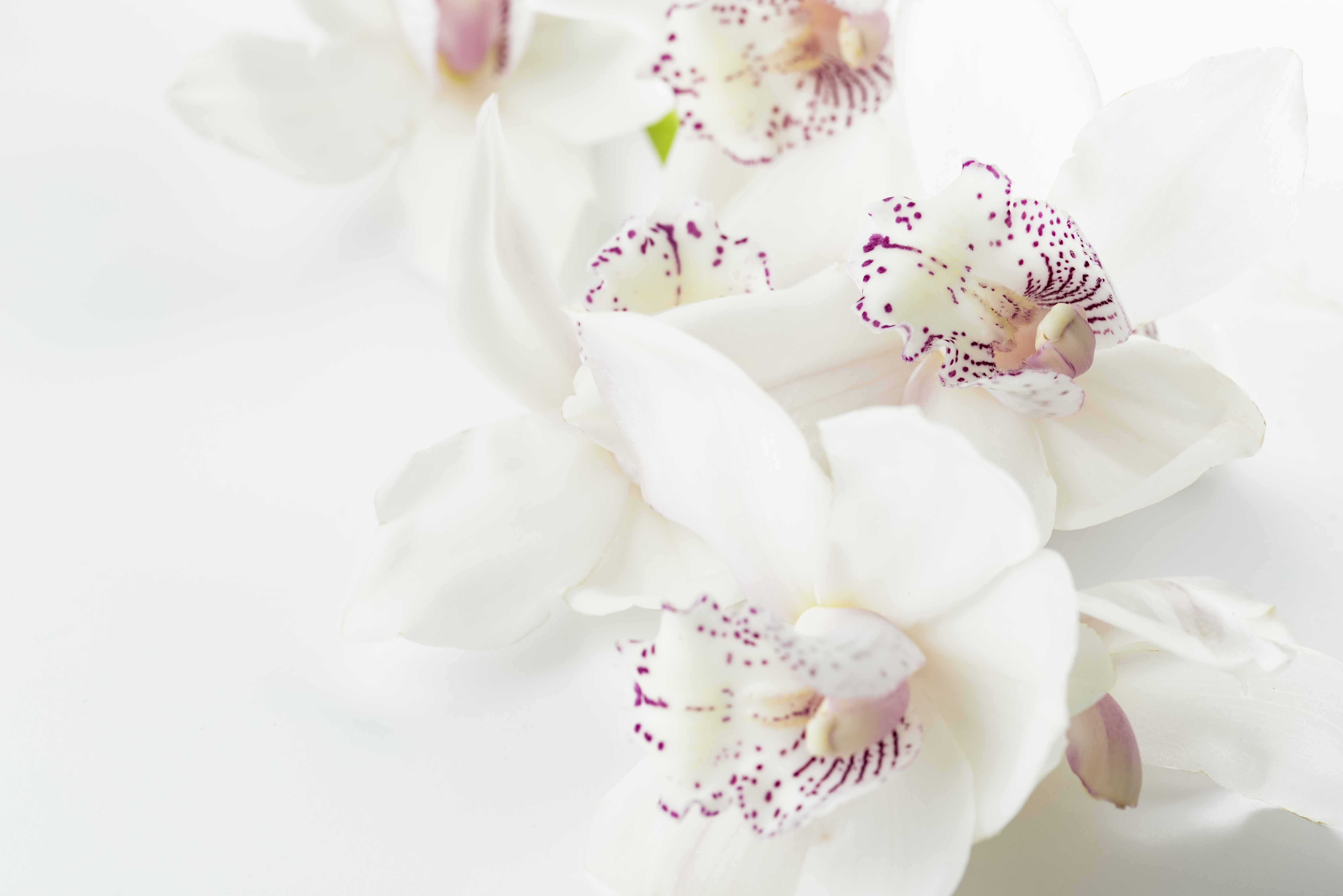 Handy-Wallpaper Blumen, Flecken, Spots, Knospen, Orchideen kostenlos herunterladen.