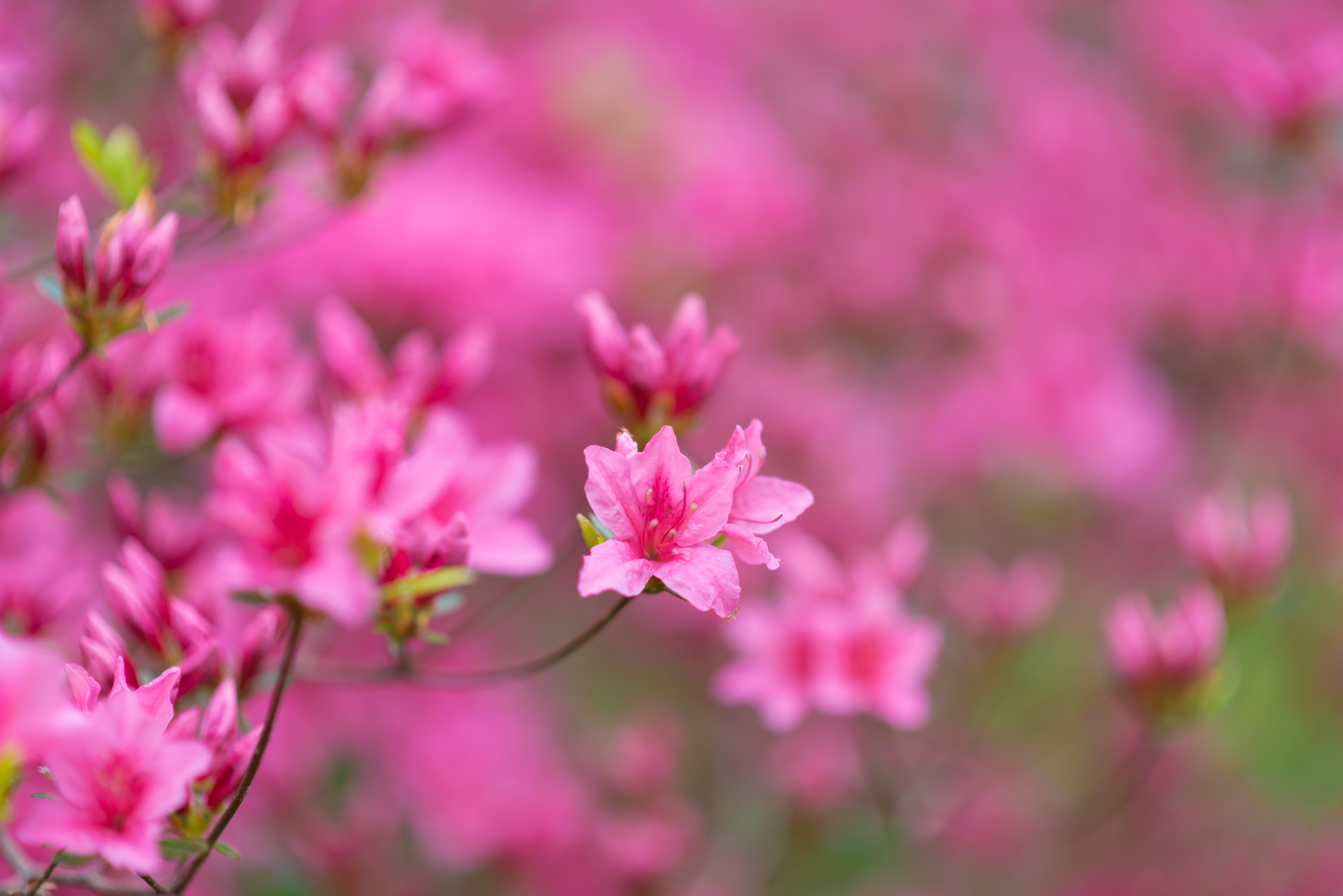 50499壁紙のダウンロードフラワーズ, ピンク, ブランチ, 枝, 咲く, 開花-スクリーンセーバーと写真を無料で