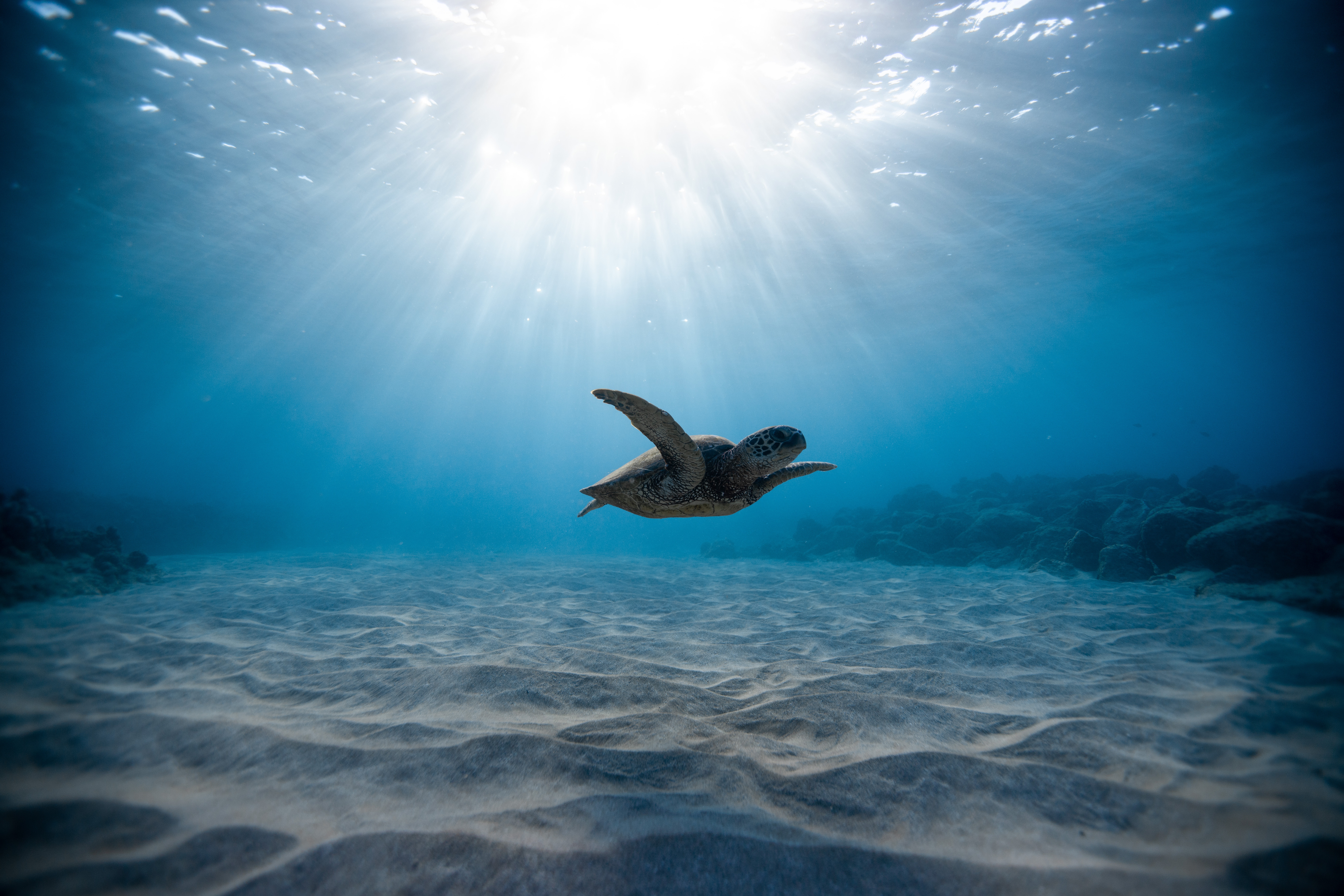 Kostenlose Meeresschildkröte HD-Bilder herunterladen