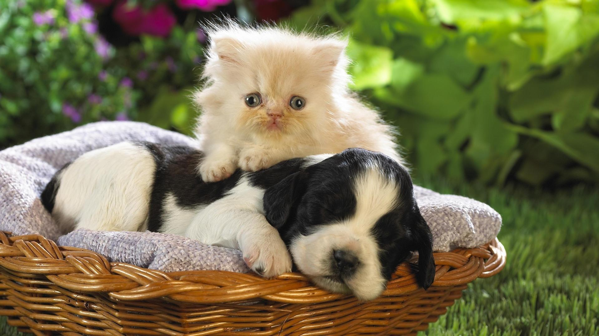 Котята и щенки милые и красивые фото
