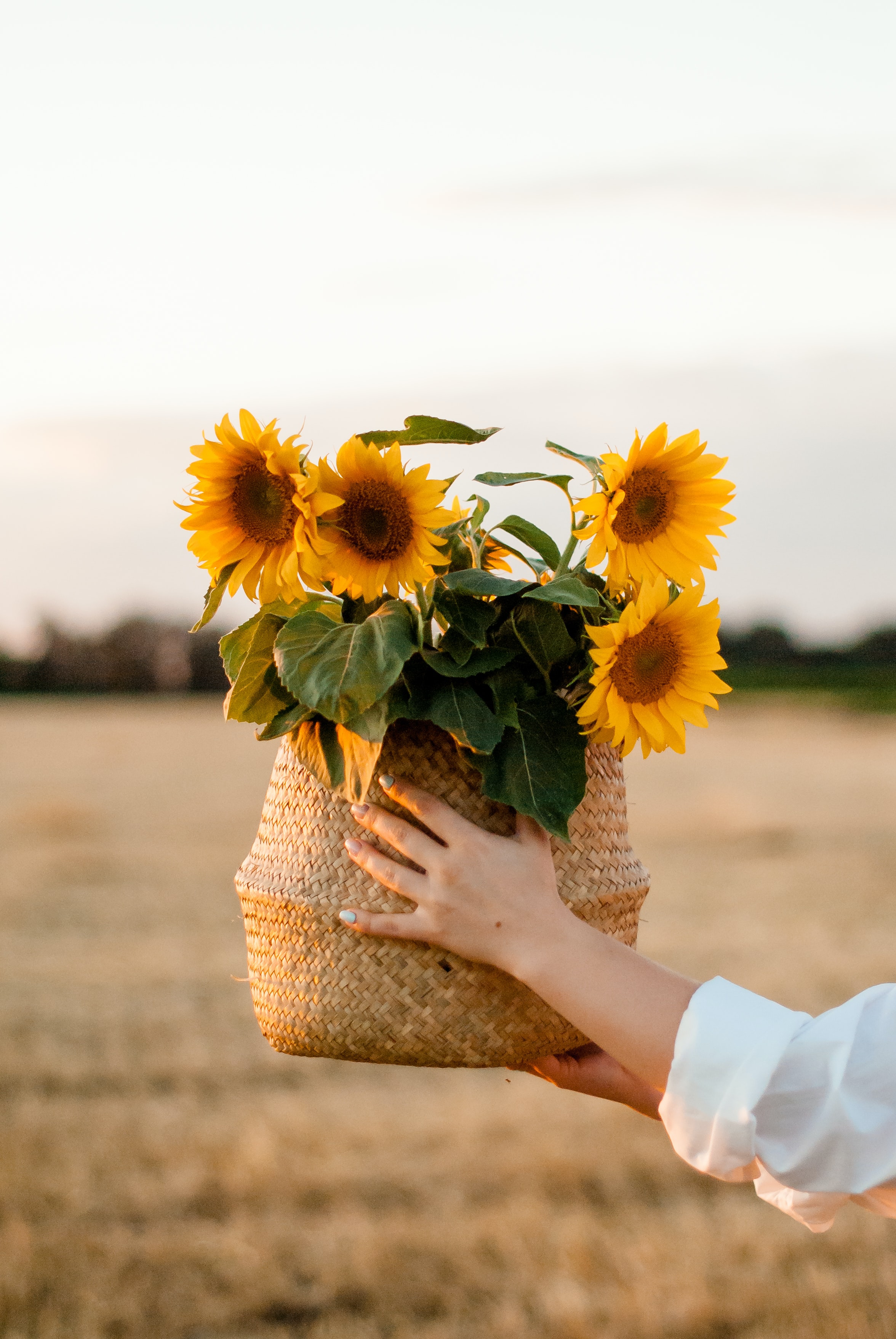 Free Images flowers, basket, hands Sunflowers